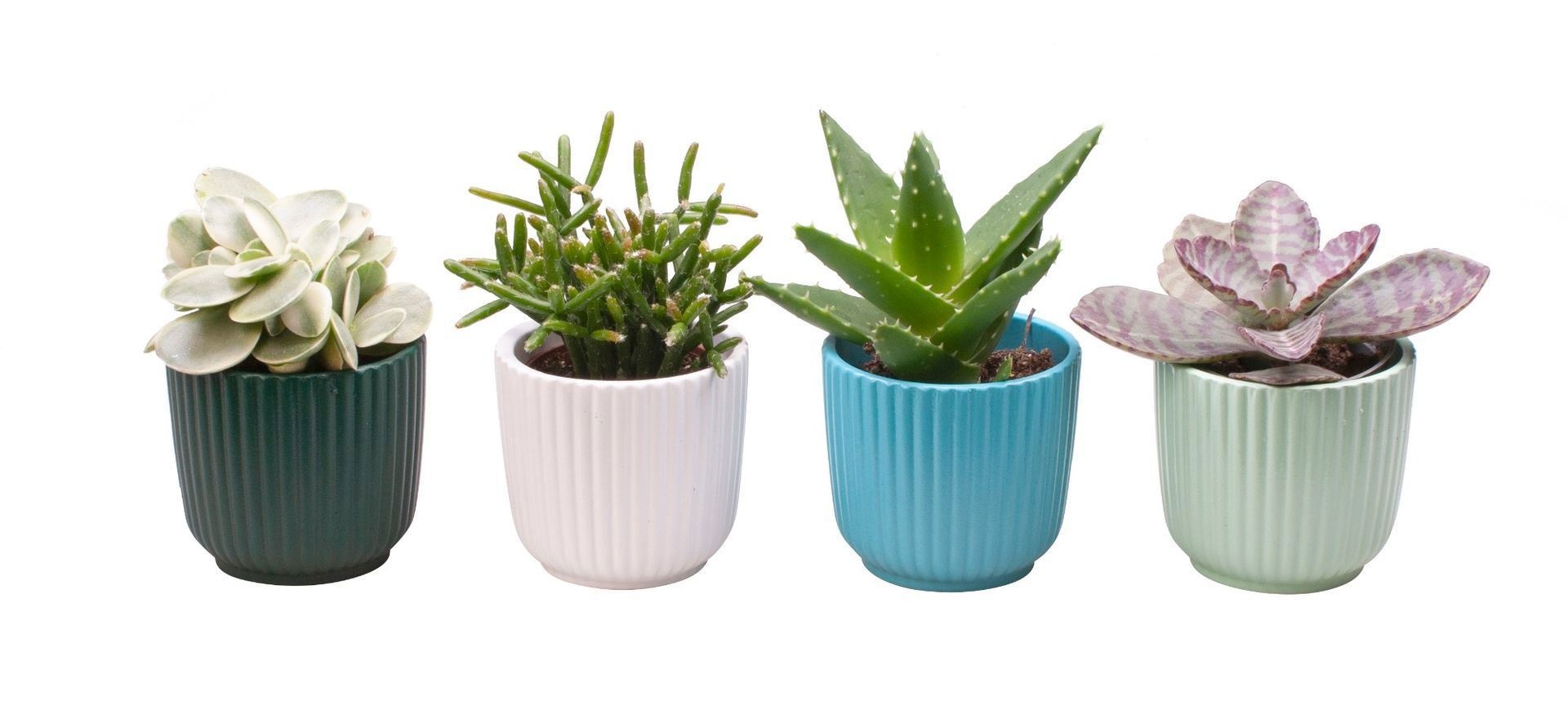 L 65602 with Succulent Mix, D 6