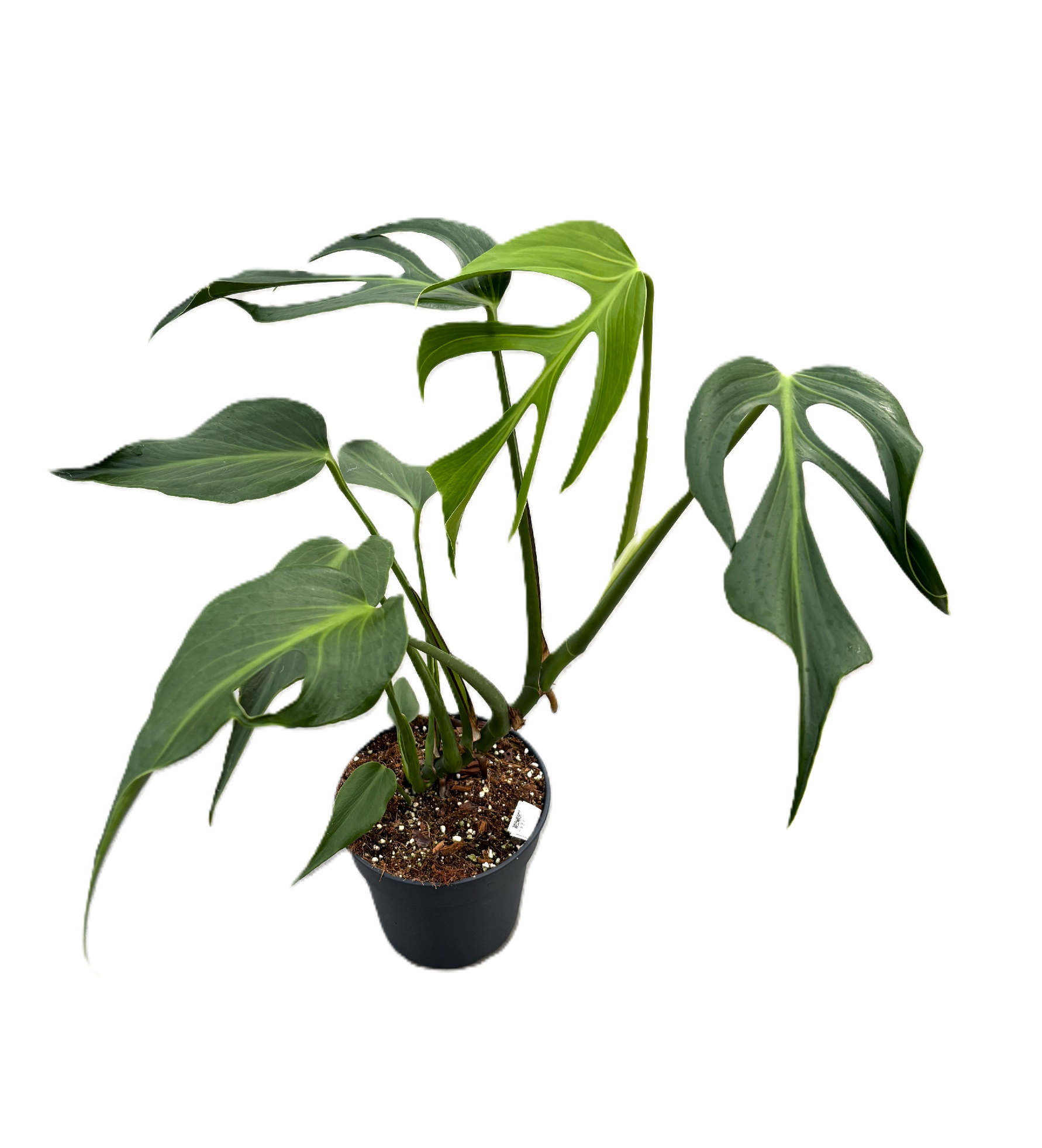 Monstera 'Burle Marx Flame' p17, D 17