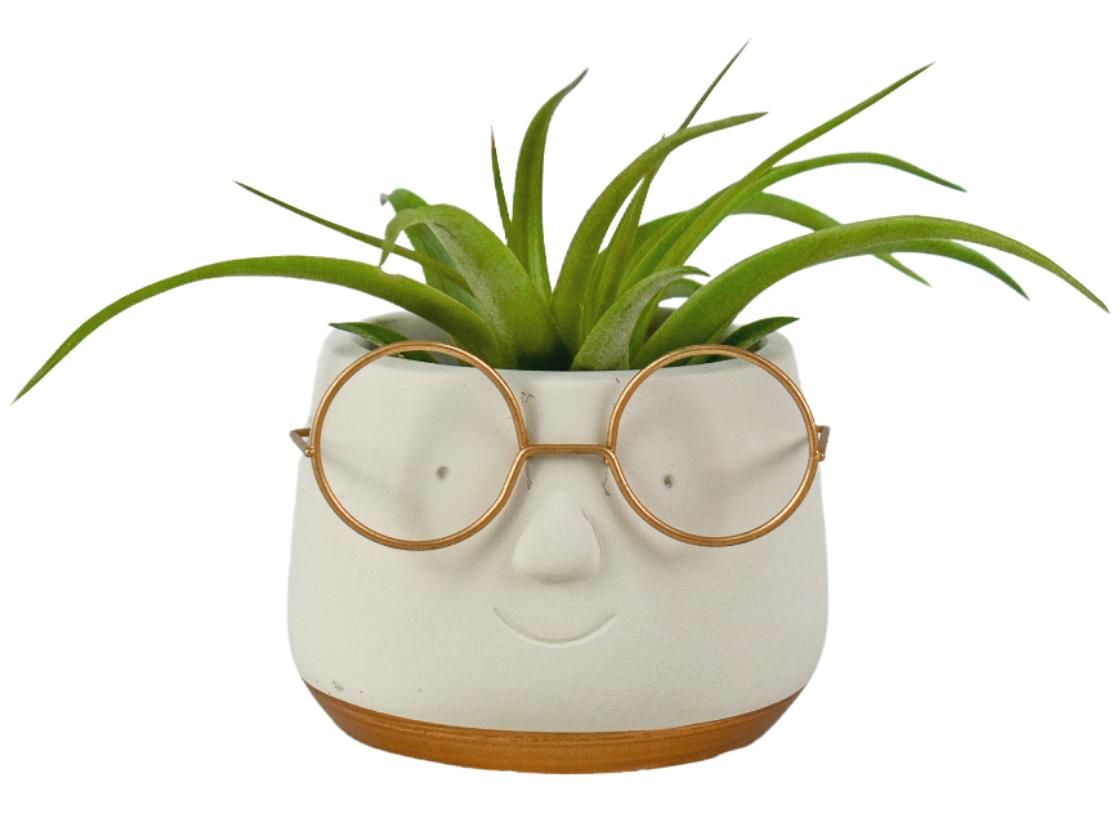 Tillandsia Golden dude, D 8