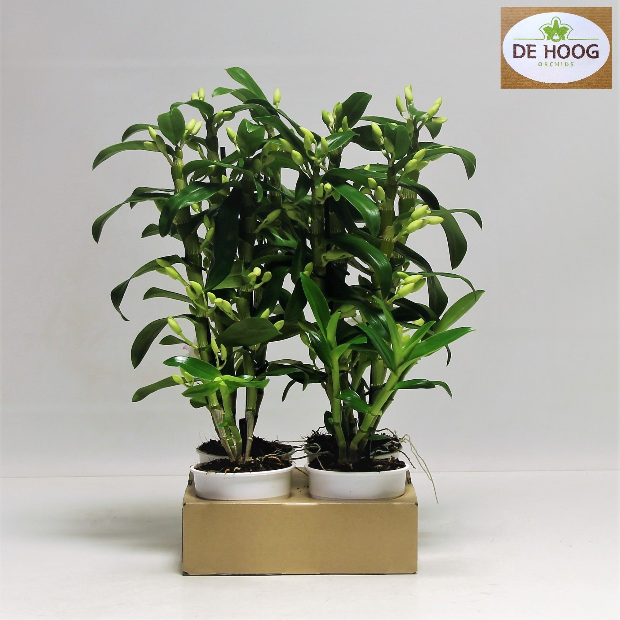 Dendrobium Nobile Apollon 2 stam 16+ tros De Hoog, D 12