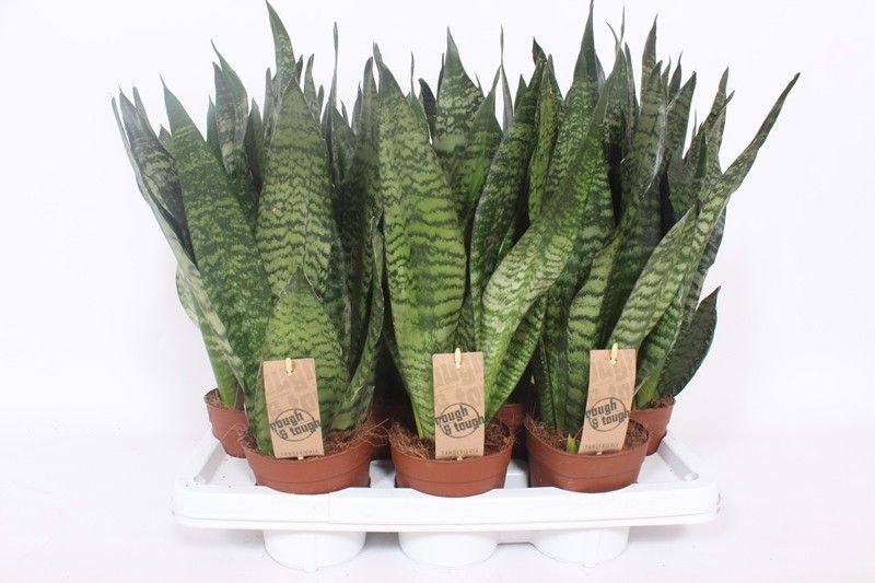 Sansevieria zeylanica compacta, D 14