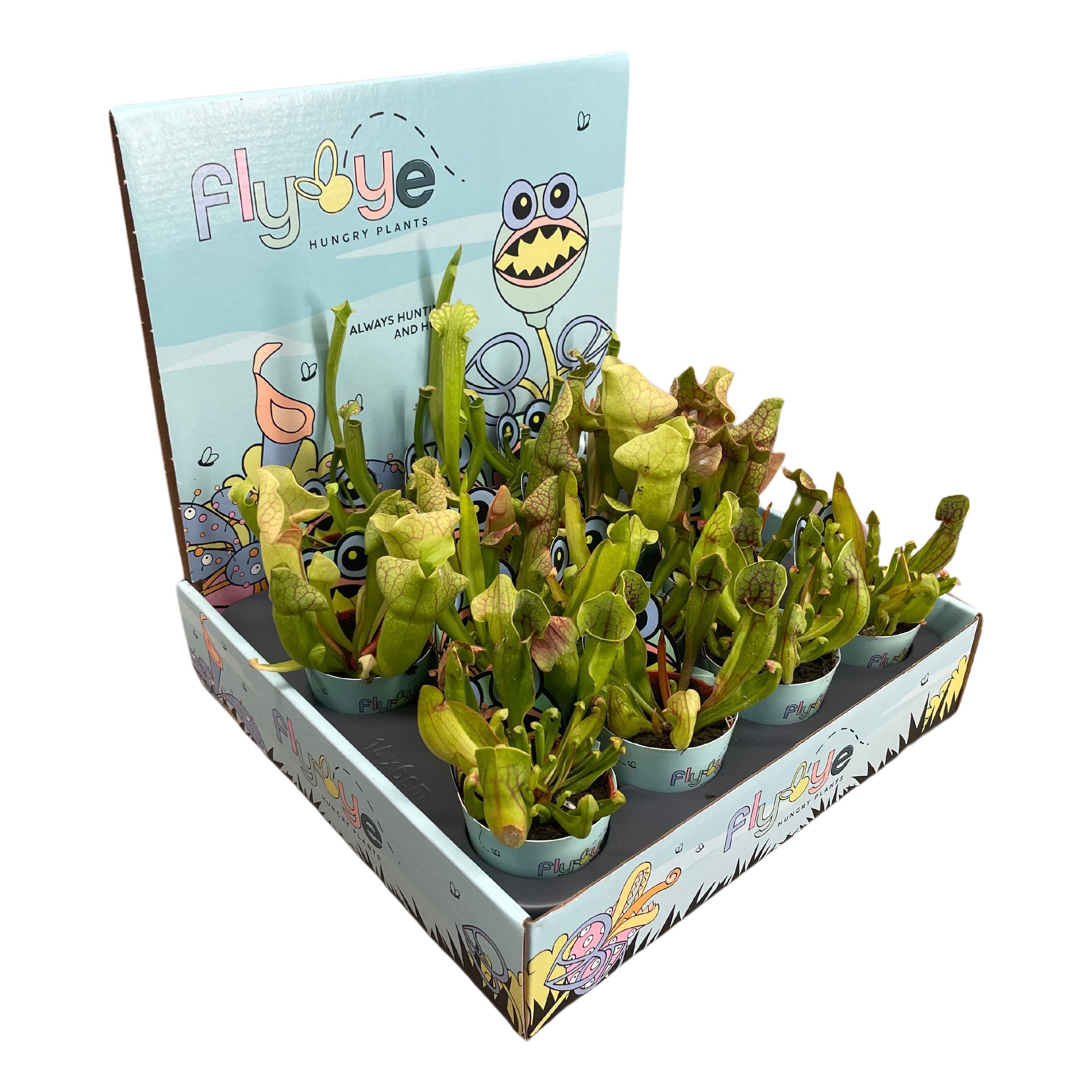 Sarracenia mix 5,5 cm in Flybye display, D 5,5