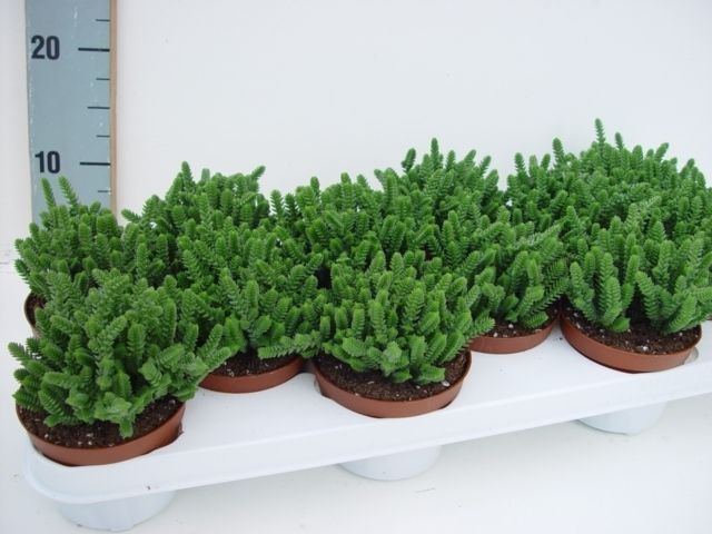 Crassula licopodioides, D 11