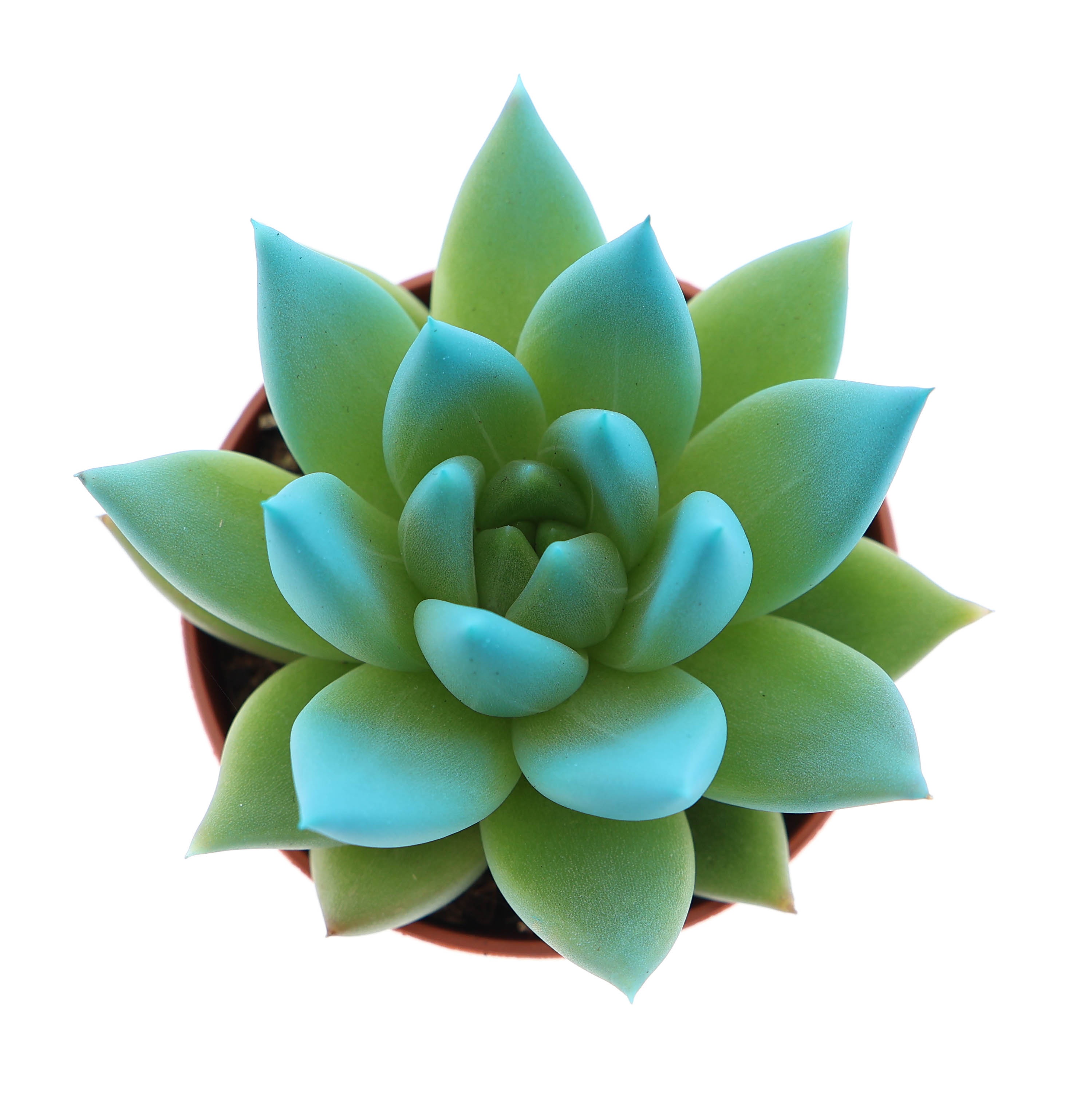 Miranda tips sky blue, D 5,5