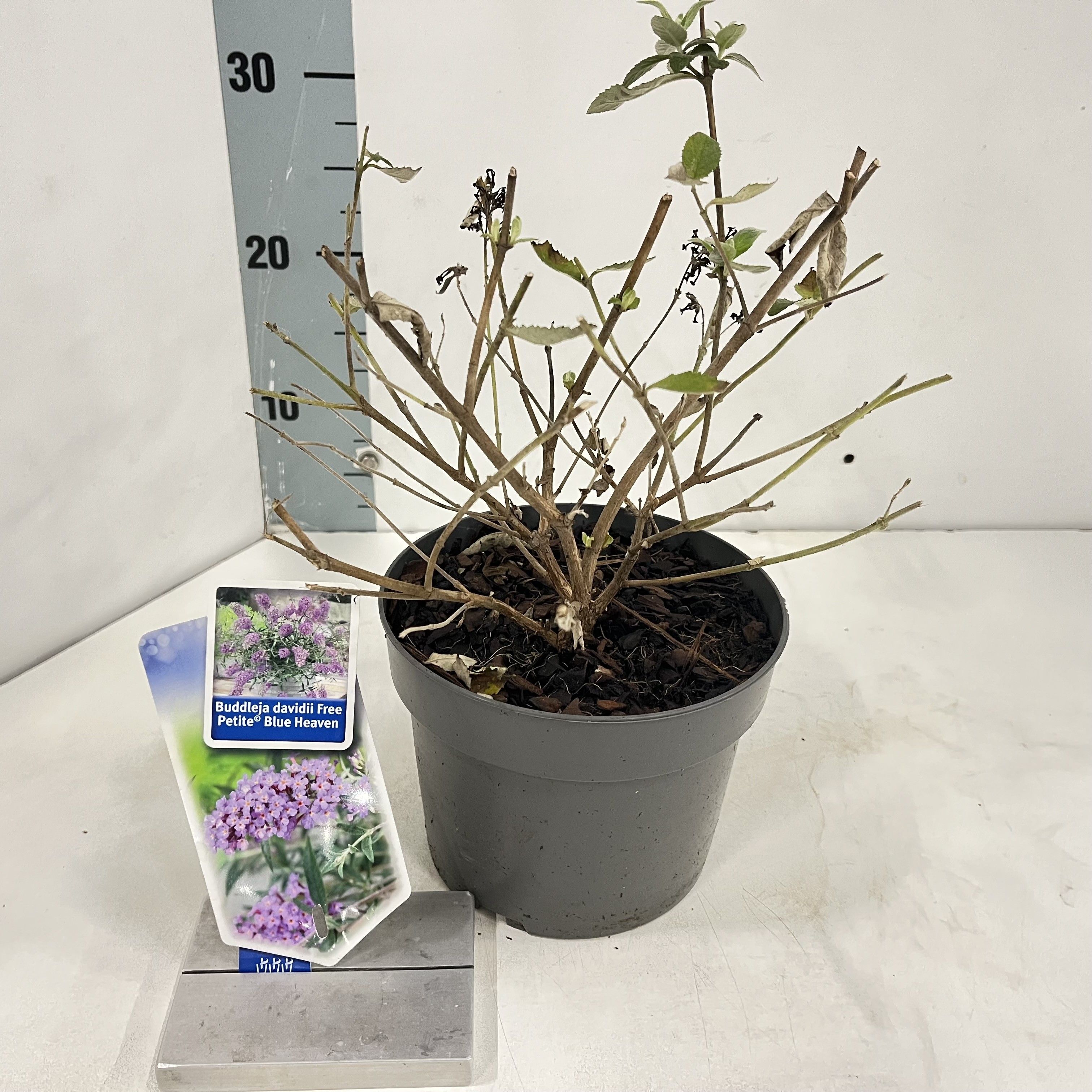 Buddleja dav. Free Petite© Blue Heaven ('Podaras 8'PBR), D 17