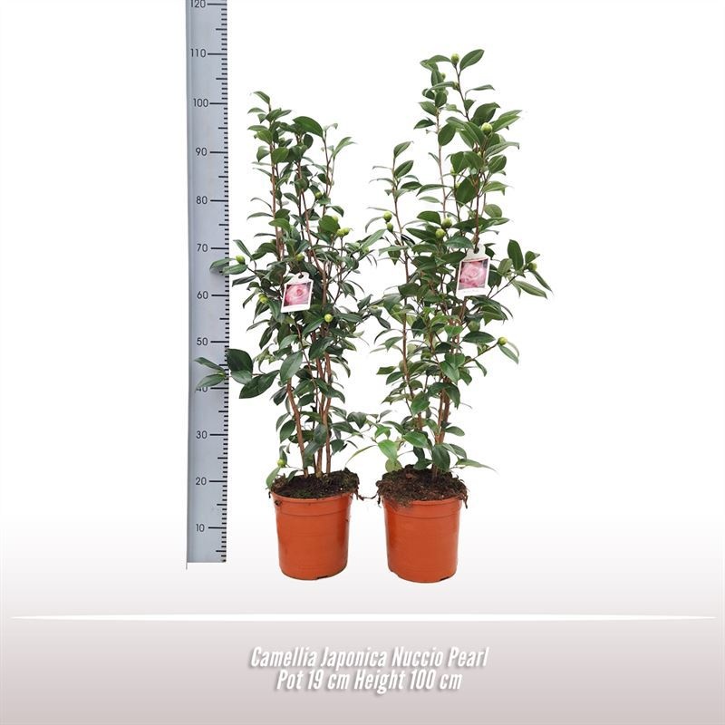 Camellia japonica Nuccio Pearl, D 19