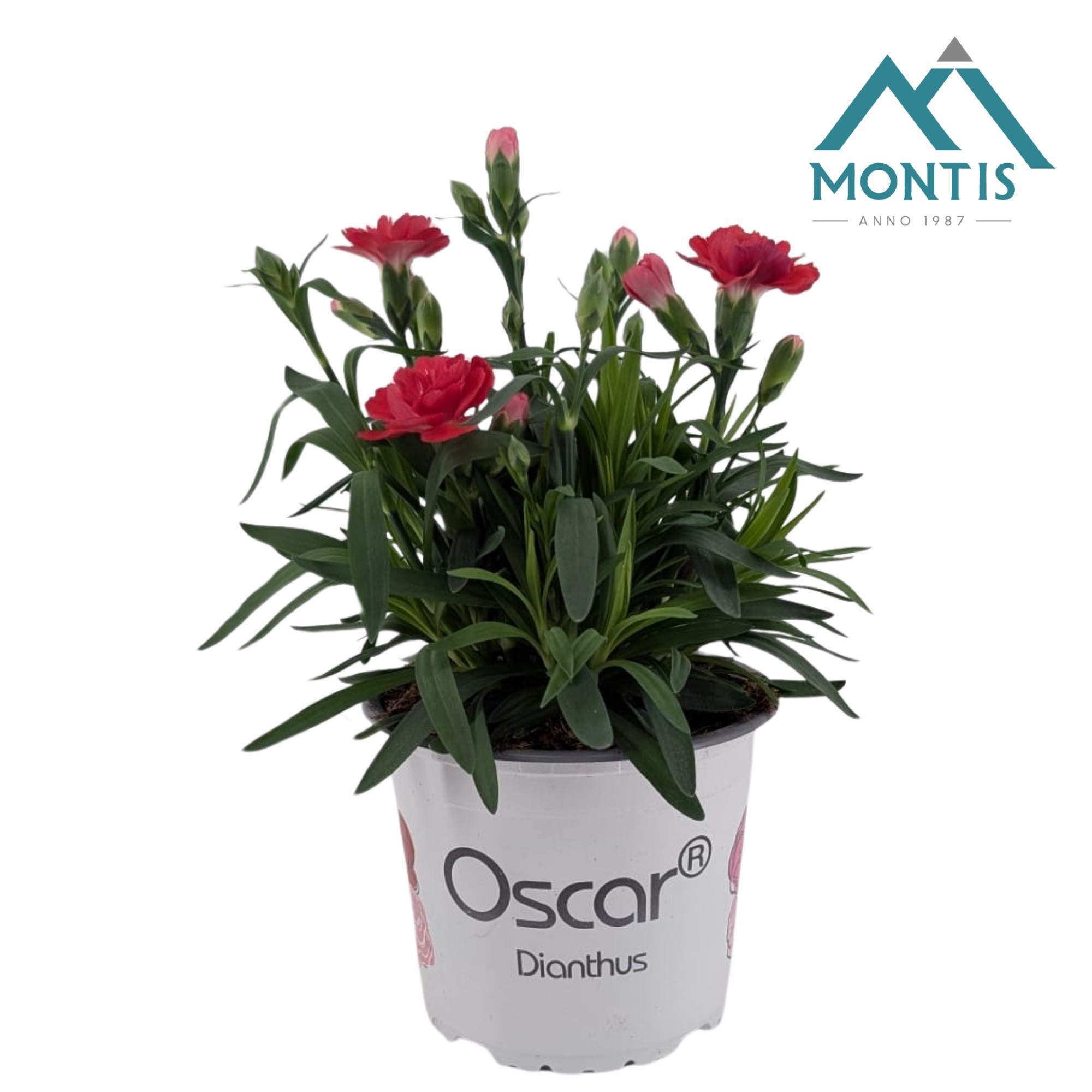 Dianthus Oscar 'Salmon', D 13
