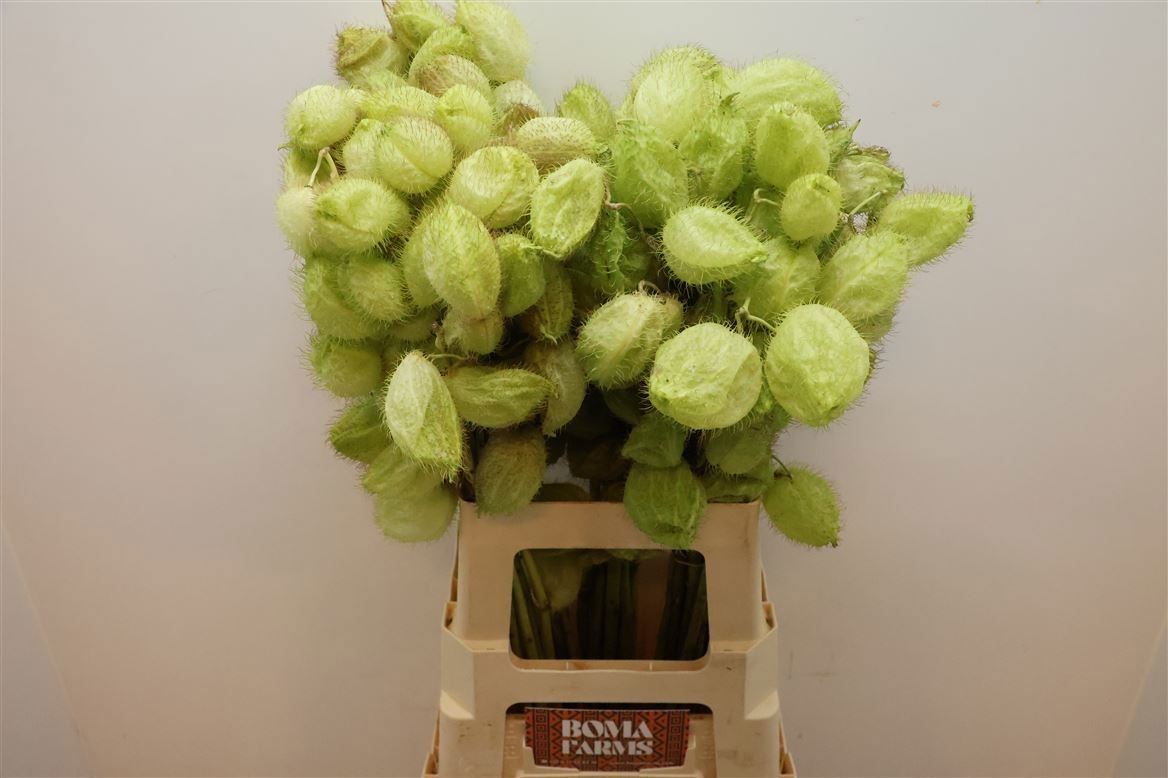 Гомфокарпус Моби Дик 70, шт.