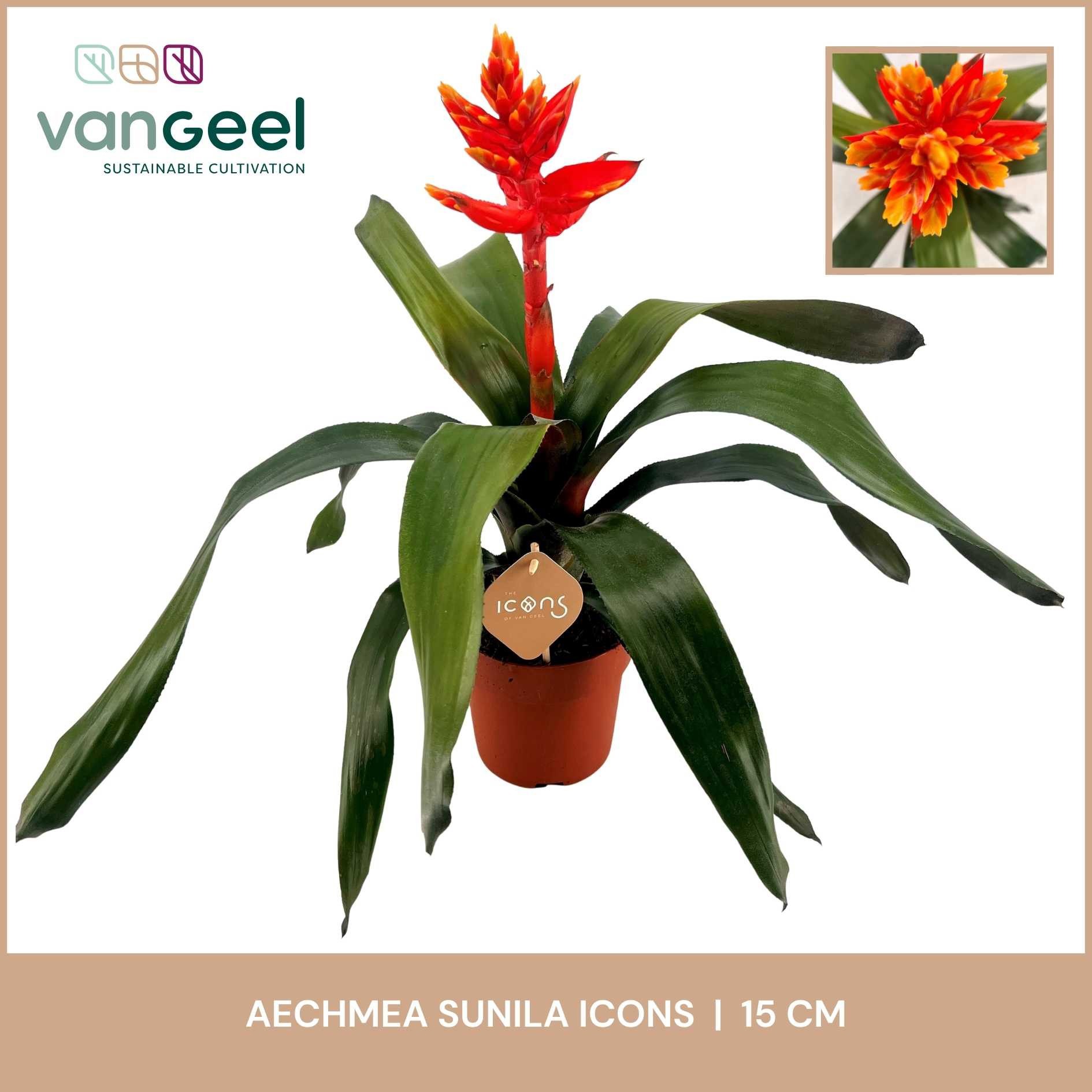 Aechmea Sunila, D 15