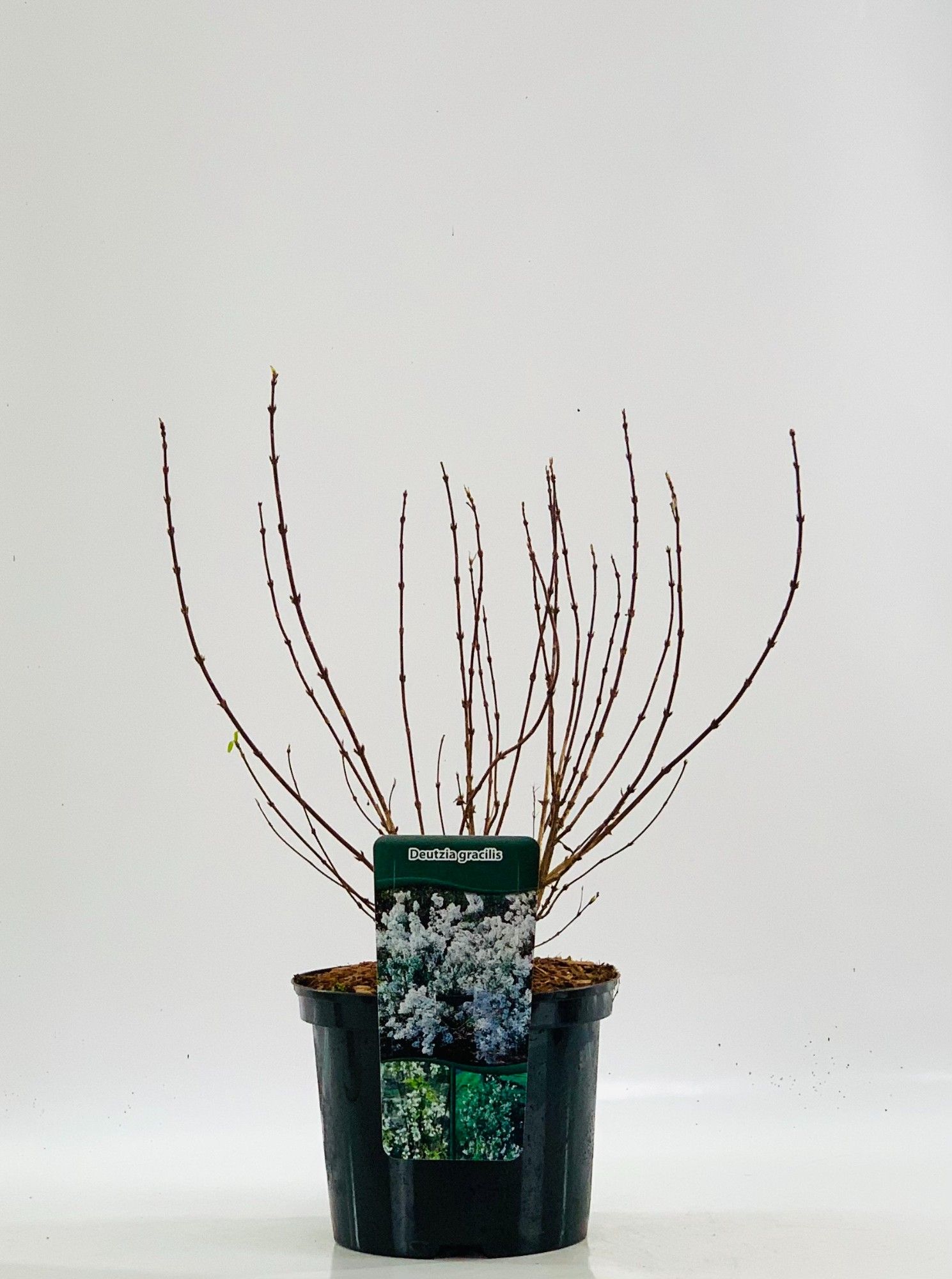 Deutzia gracilis, D 23