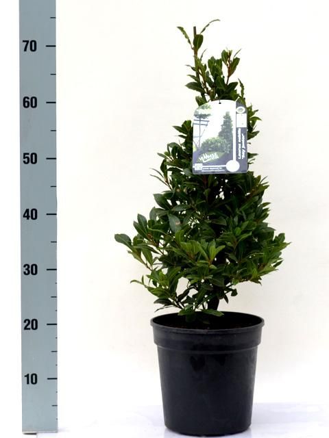Laurus nobilis 'Bay Junior' Speciale Pyramide - Vlaamse Laurier, D 20