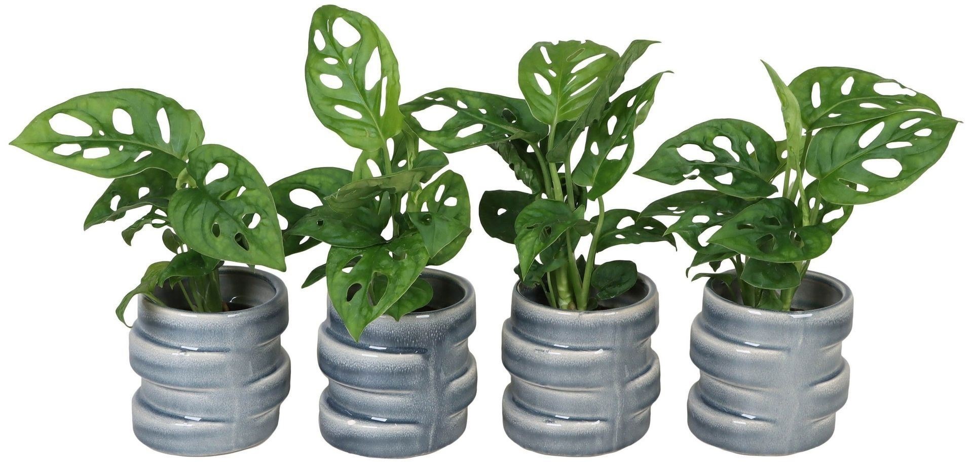 L 65781 with Monstera, D 6