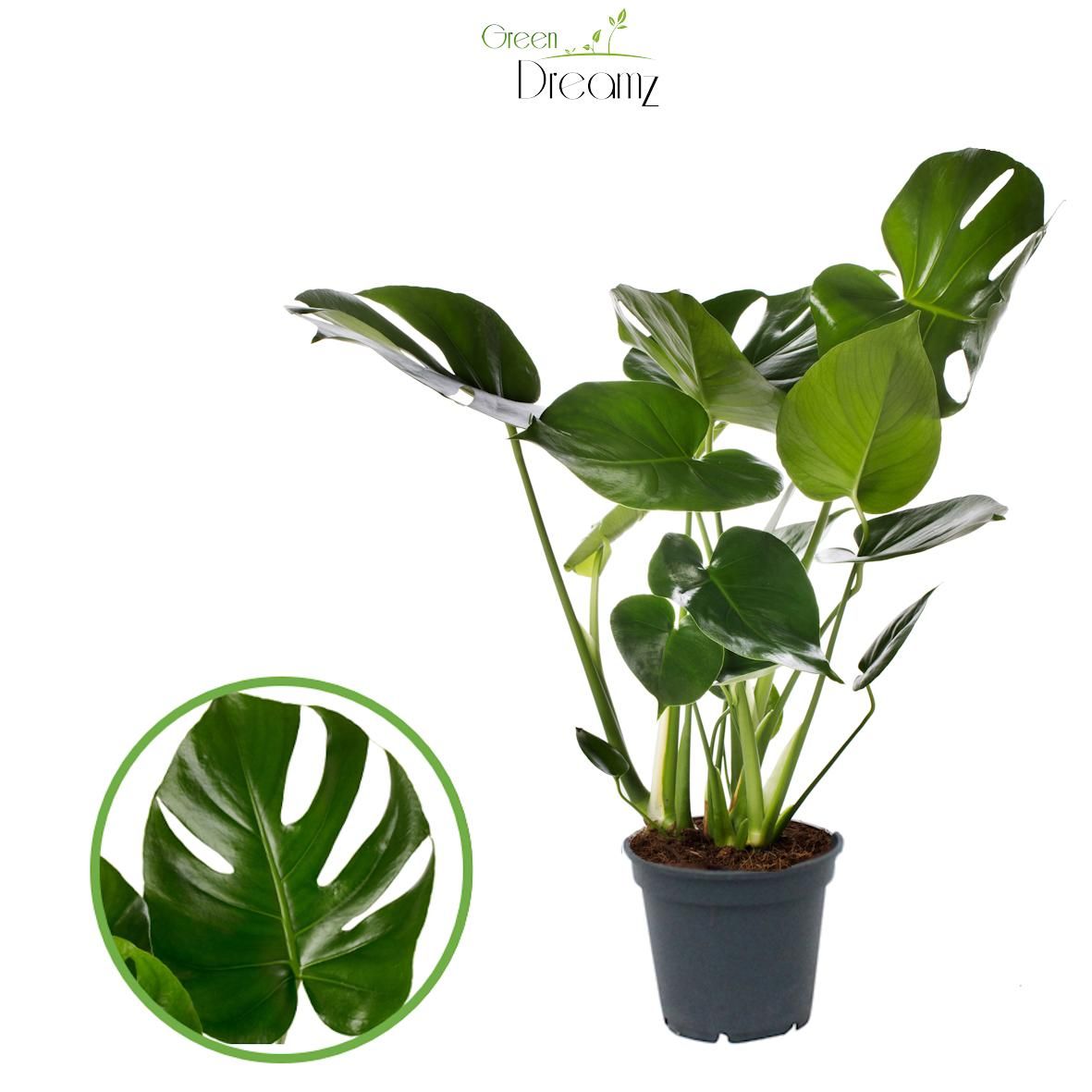 Monstera Deliciosa Tauerii, D 21