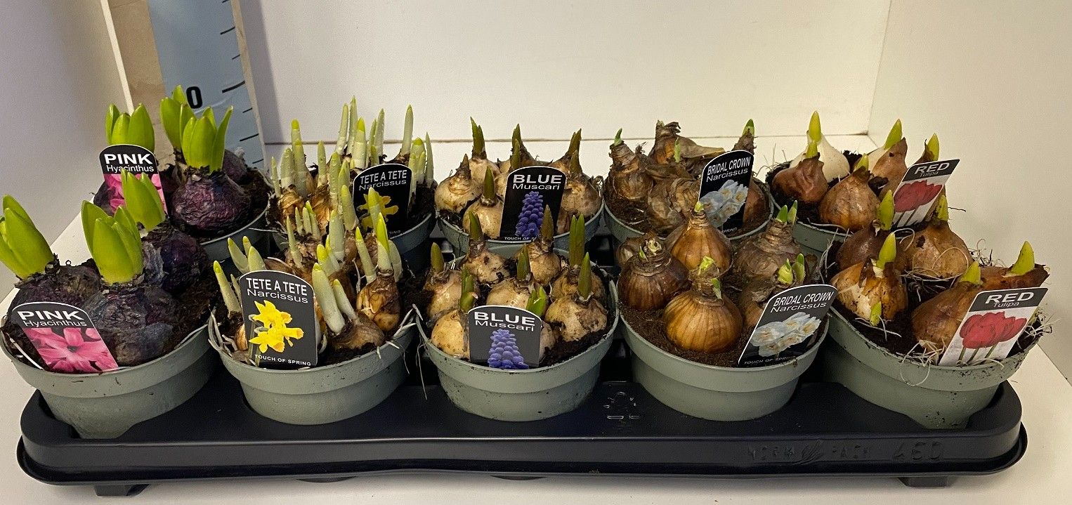 Bollenmix in olijfgroene pot, D 12