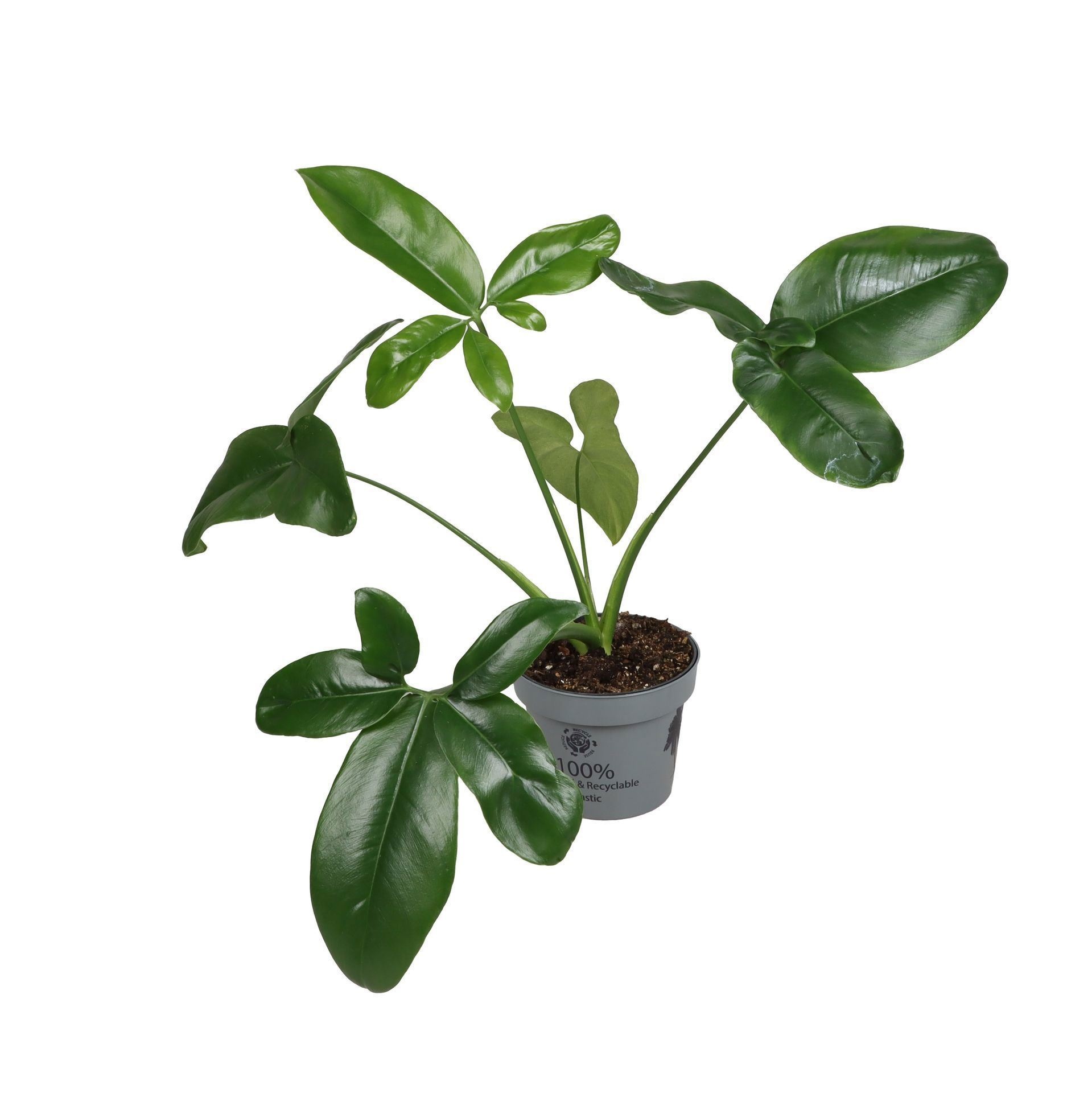 Philodendron Dino Feet 12 cm, D 12