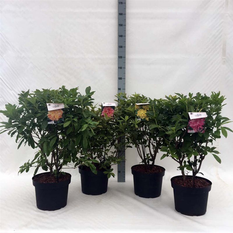 Rhodo. (AM/AK) in mix soorten, D 29