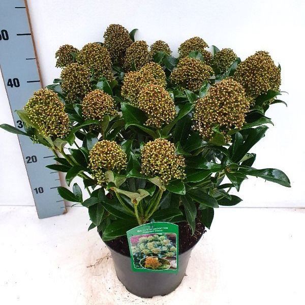 Skimmia japonica 'Fragrant Cloud' 20+, D 23