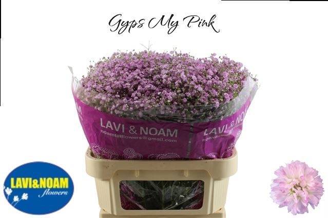 Гипсофила Май Пинк 75, шт.