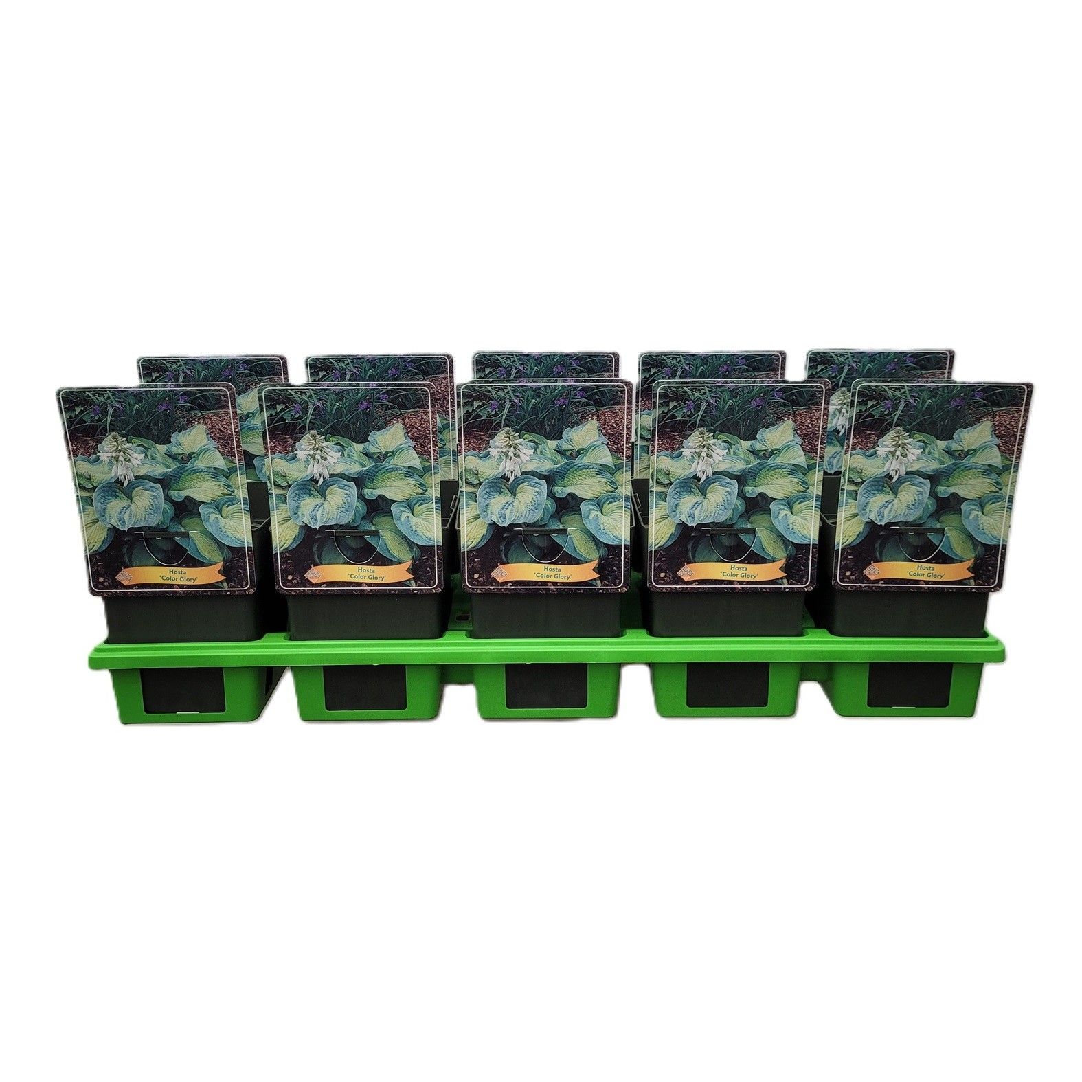 Hosta 'Color Glory' P11, D 11