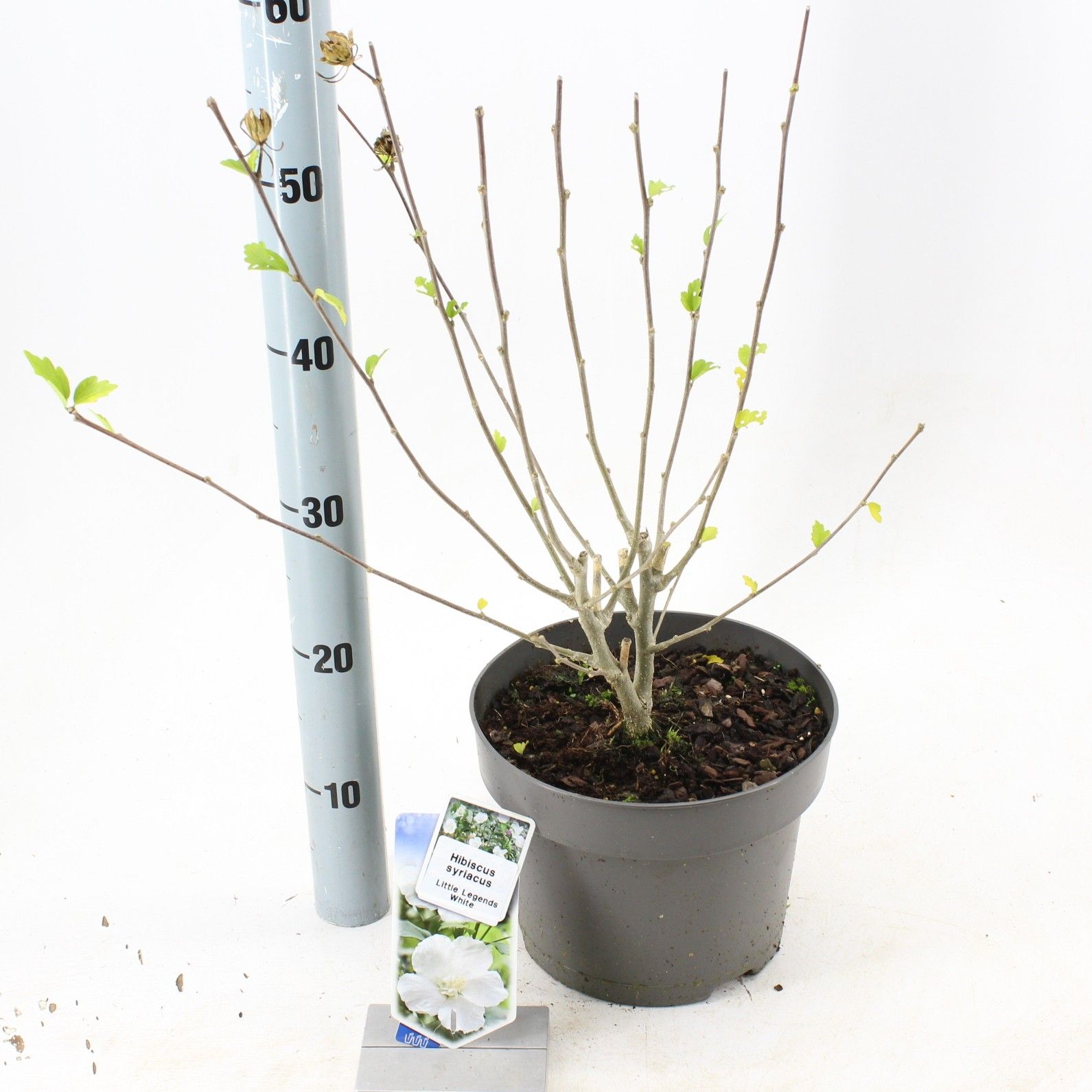 Hibiscus syriacus Little Legends White ('Woojeon'PBR), D 23