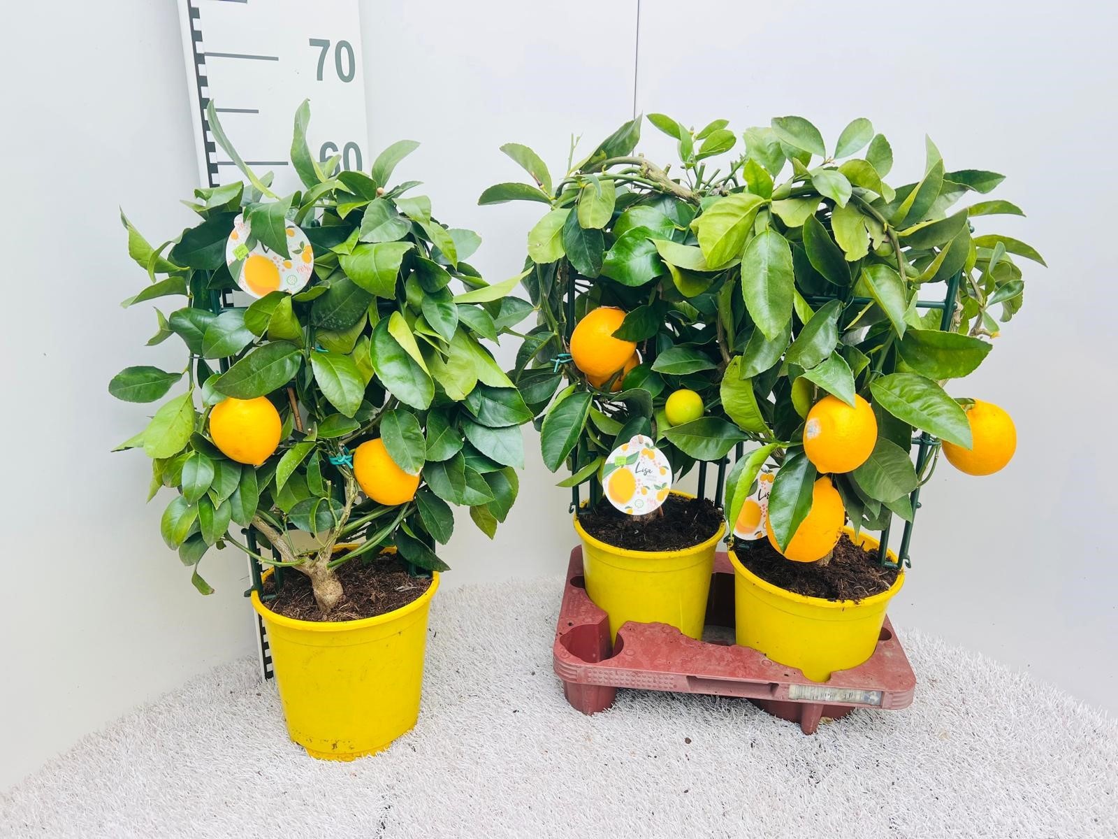 Citrus meyeri Lemon rack/trellis (s2), D 19