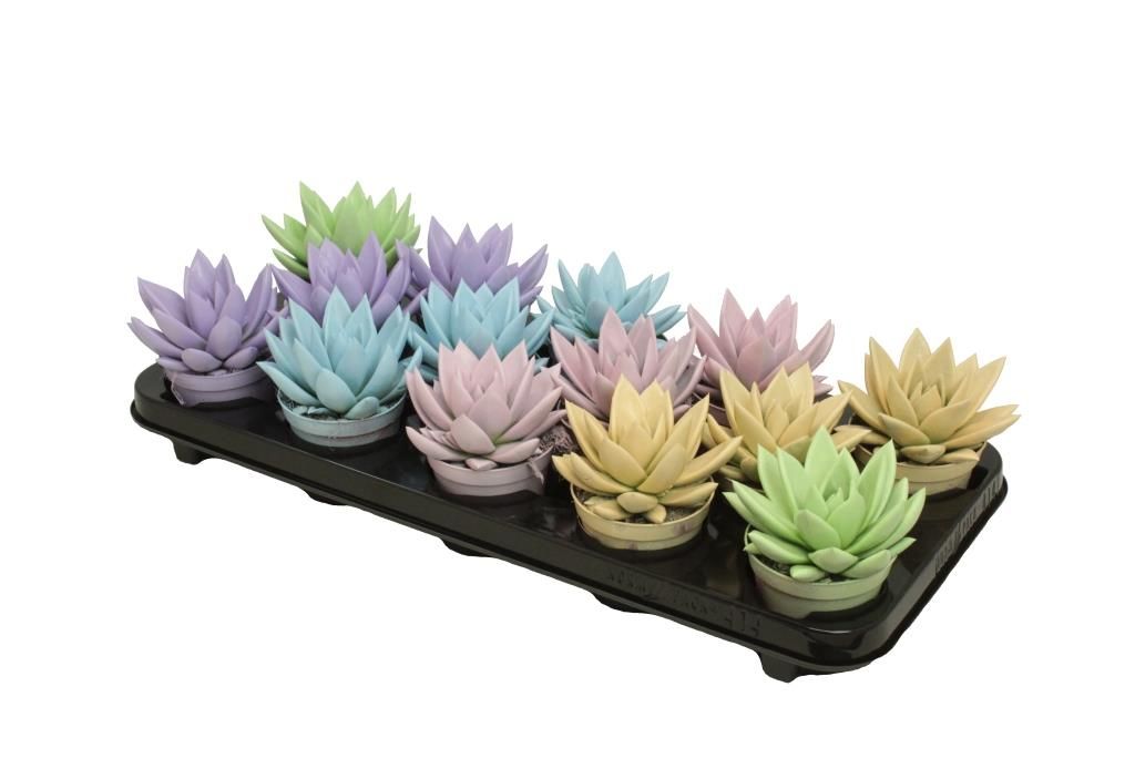 Miranda coloured pastel mix, D 8,5