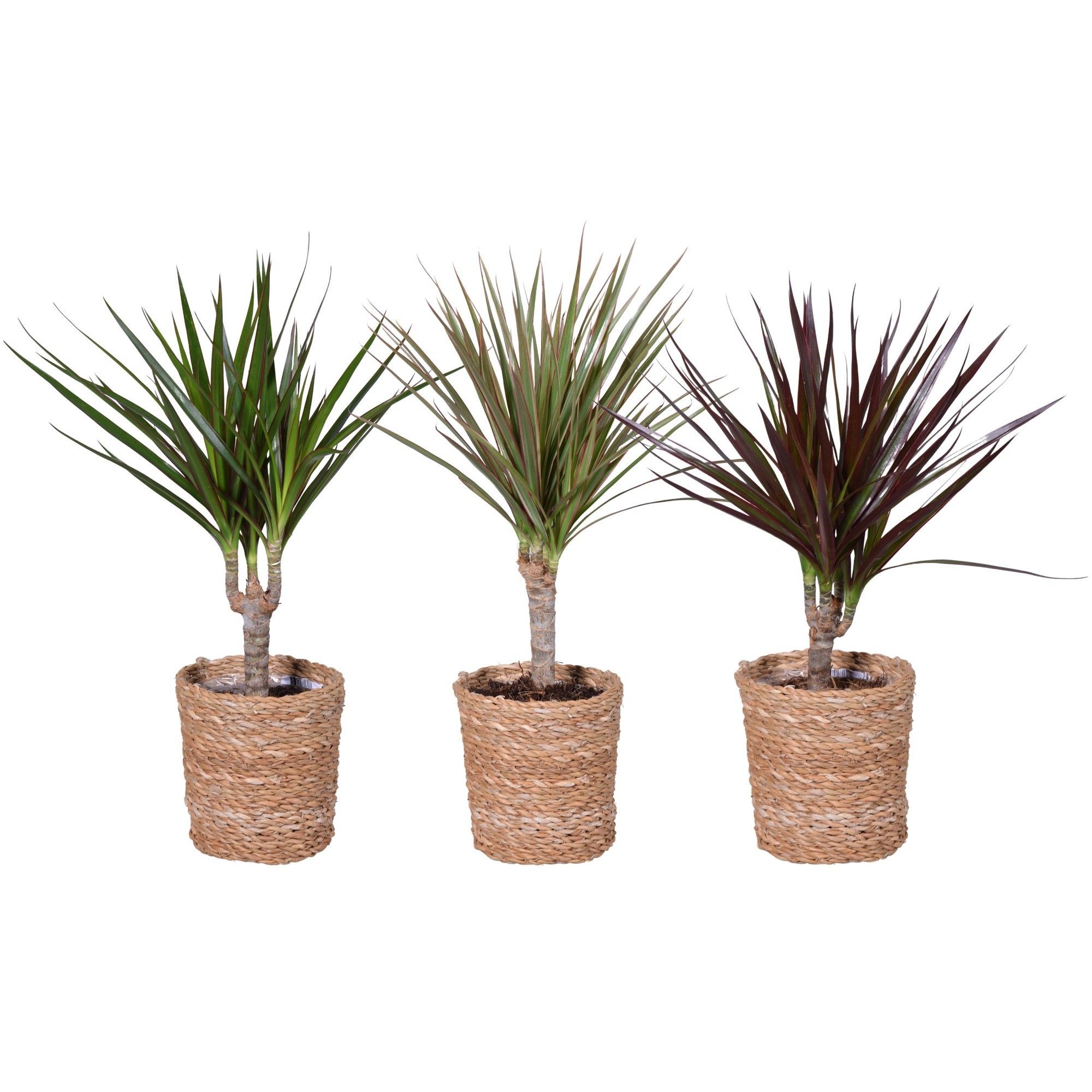 Dracaena marginata gemengd (3 soorten) in "Terima Kasih Sea Gras, D 10,5