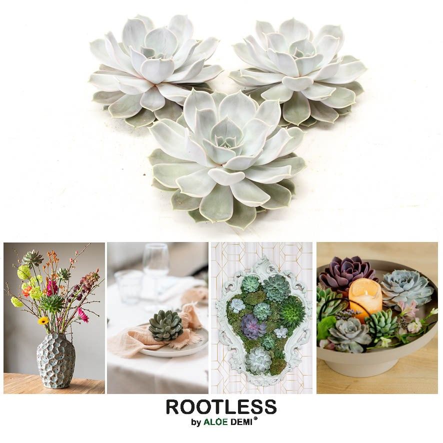 ROOTLESS Lilacina 12-14 cm, solo, D 13 cm