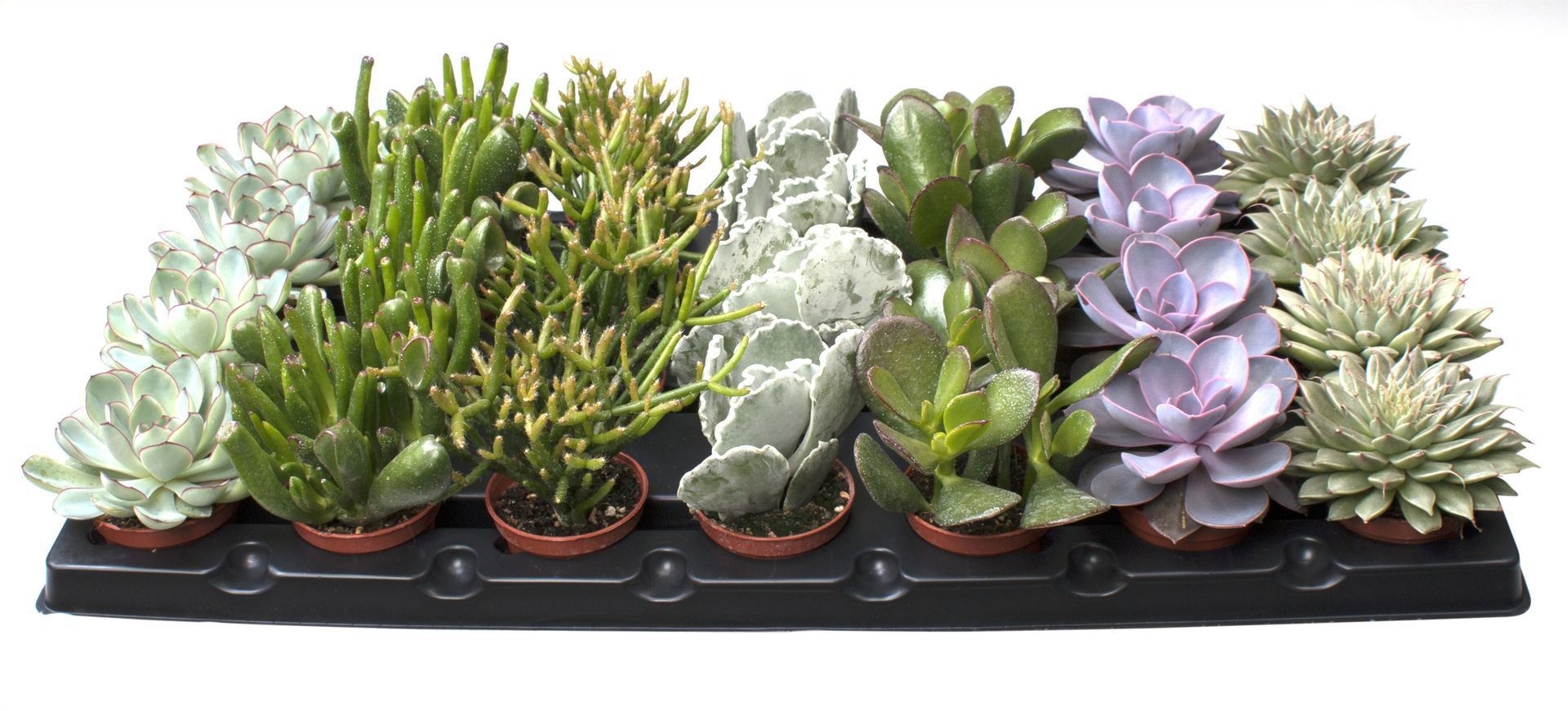 Succulent Mix 7 varieties, D 6