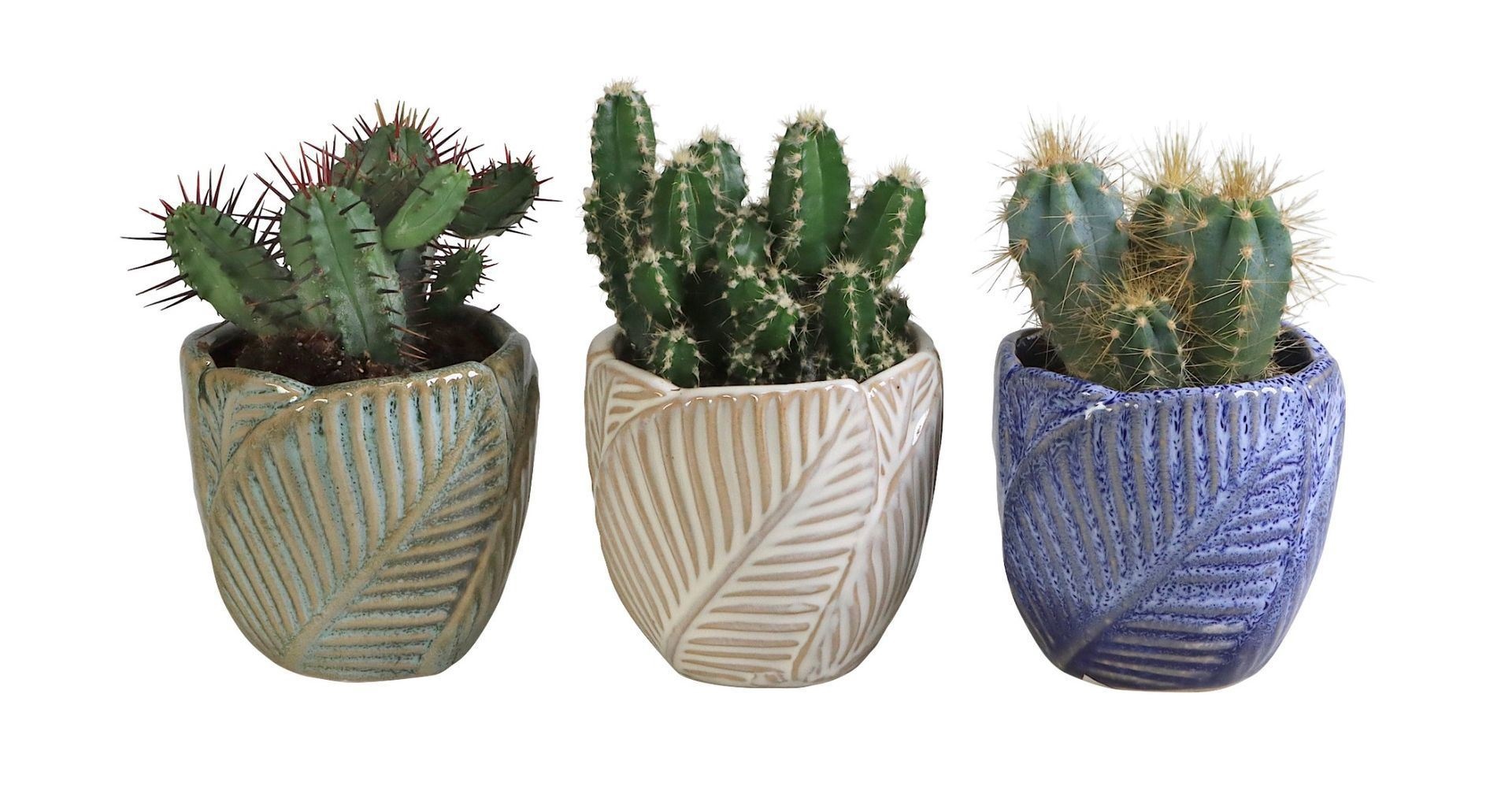 L 65944 with Cactus Mix 6 cm, D 6