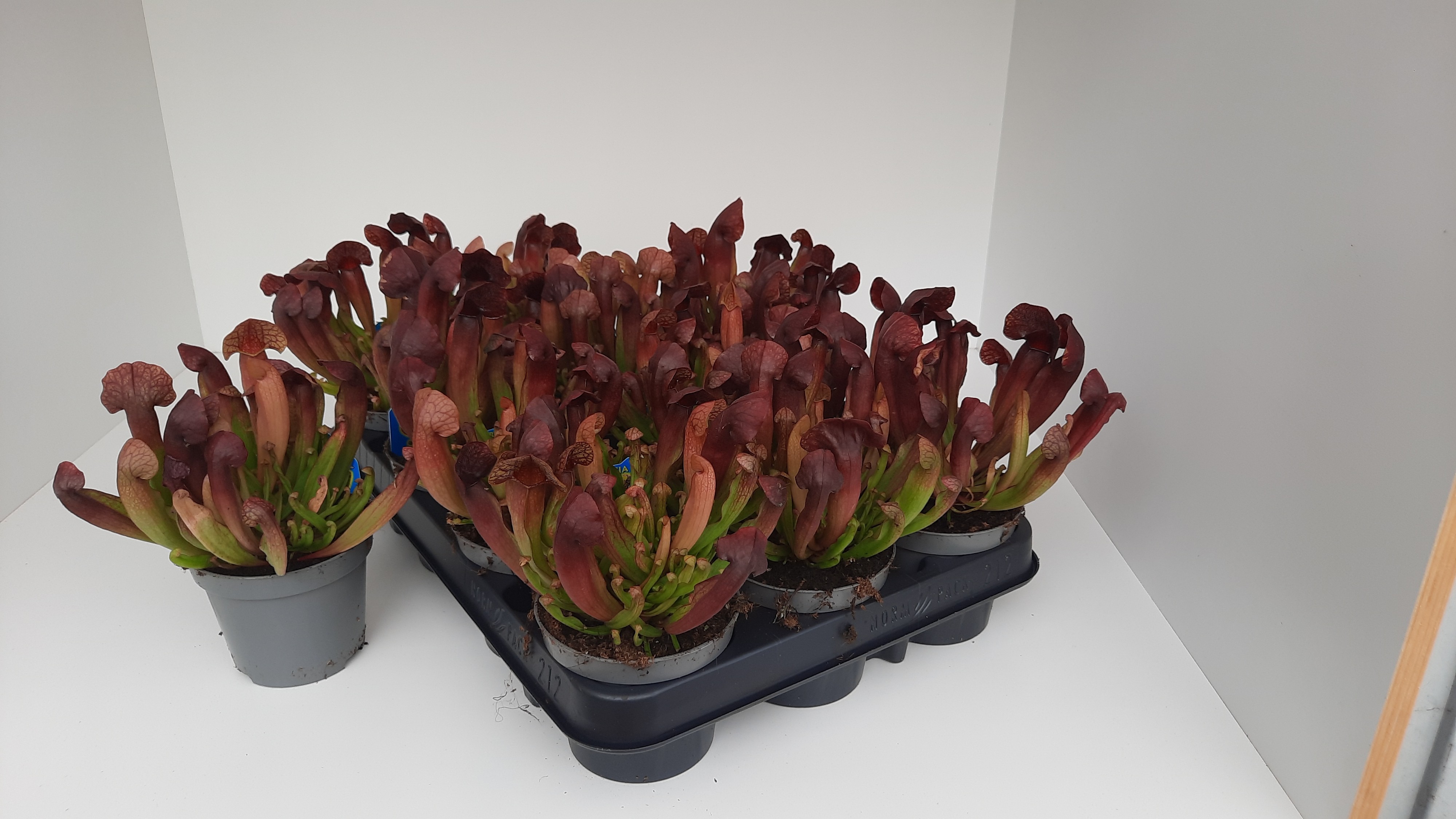 Sarracenia Barba Red, D 9
