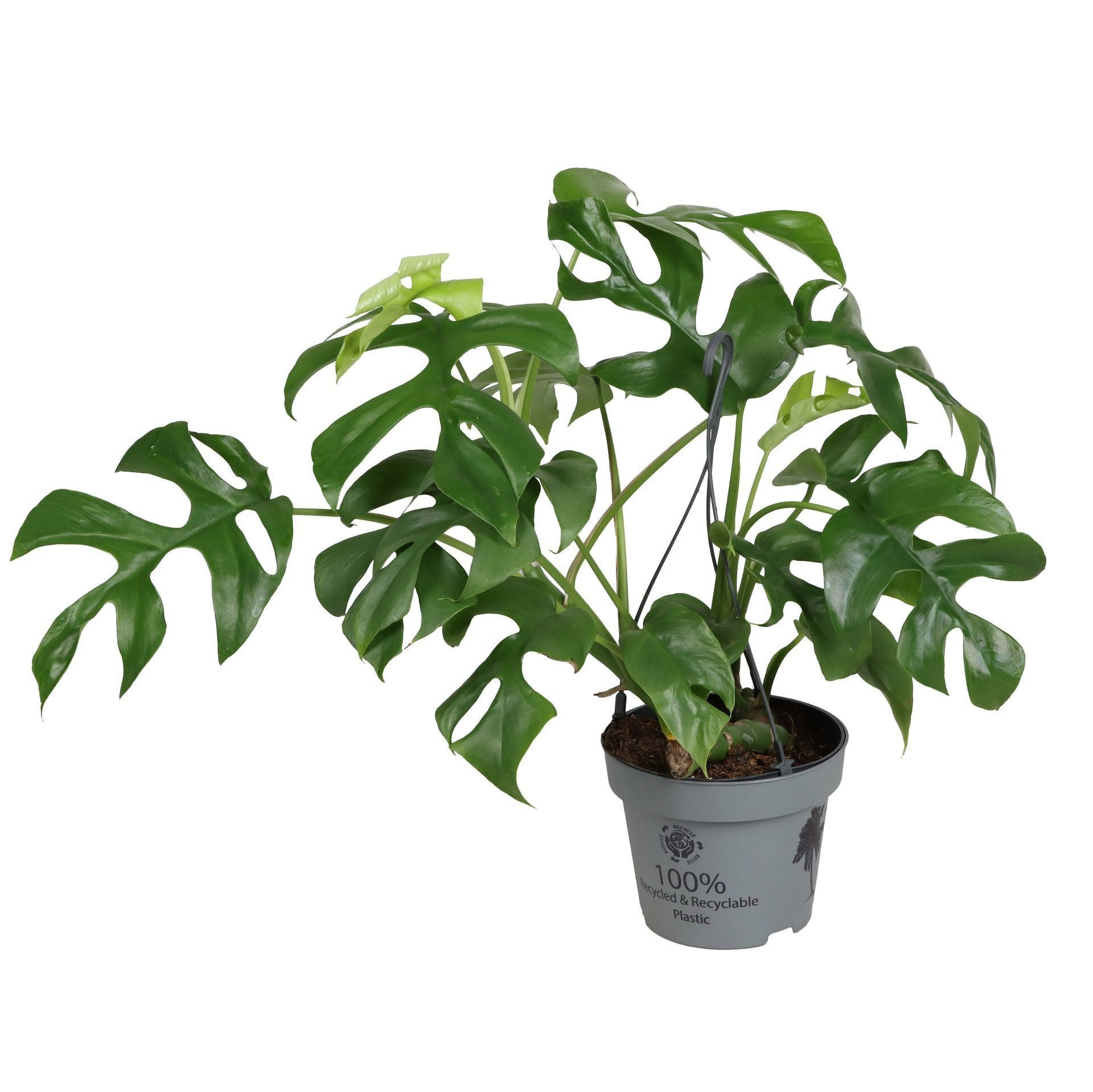 Monstera Minima AMPLE 12cm, D 12