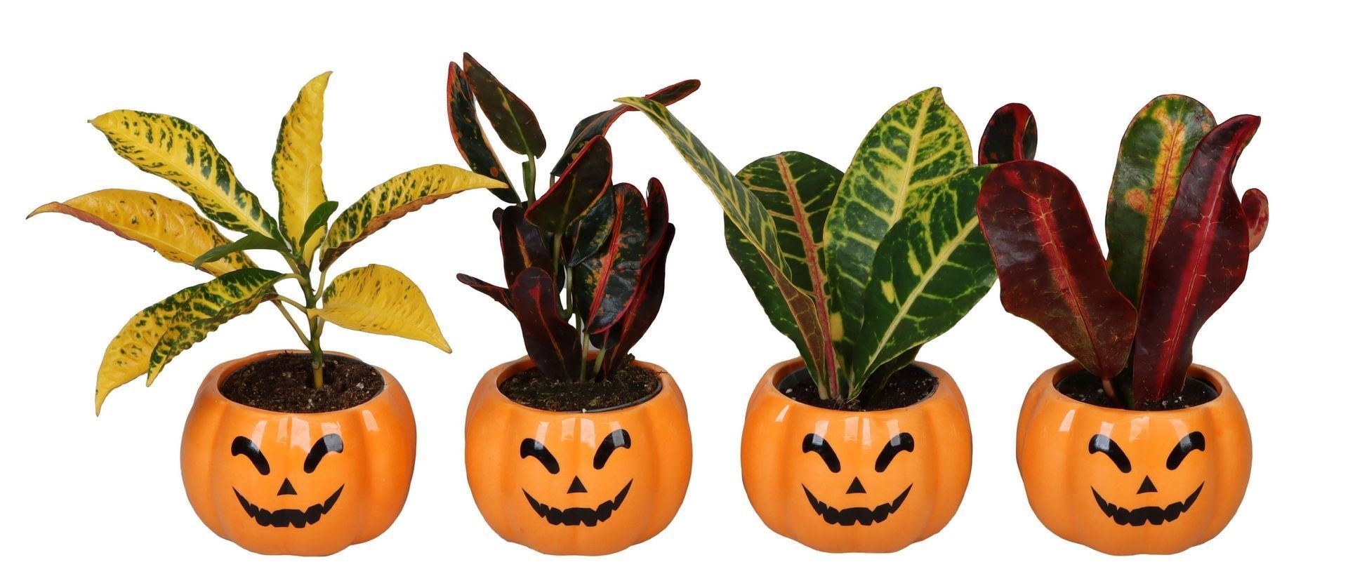 L 66467 With Codiaeum Mix 6 cm, D 6