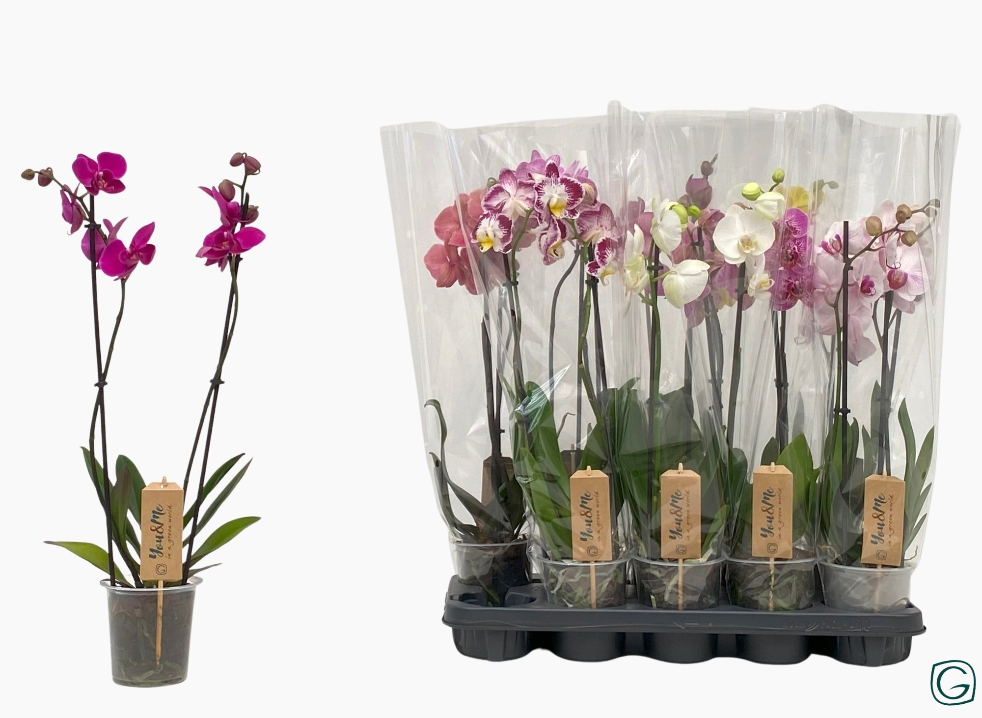 Phal. 2 tk mix 12+, D 12