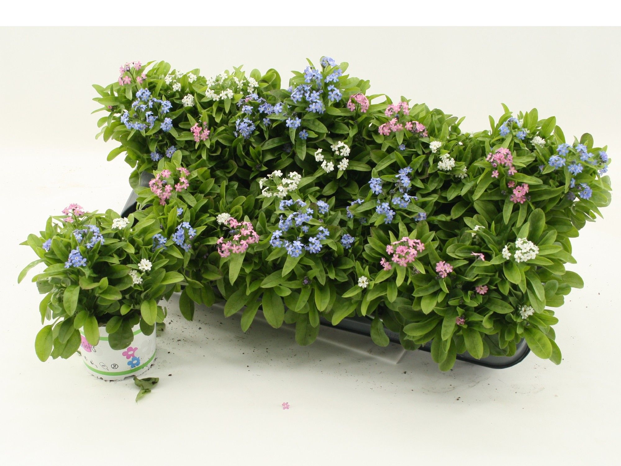 Myosotis Trixi pot 12, D 12