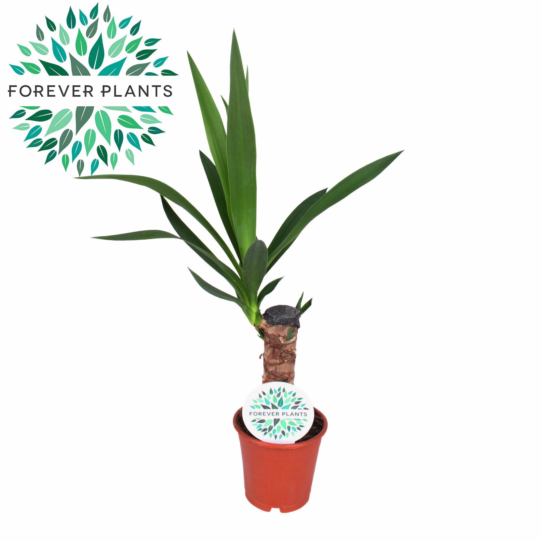 Yucca p12, 20 cm (1+ KOP), D 12