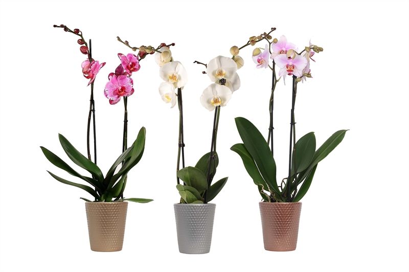 Zoe p12 dots mix luxury Phal mix 2T14+, D 12