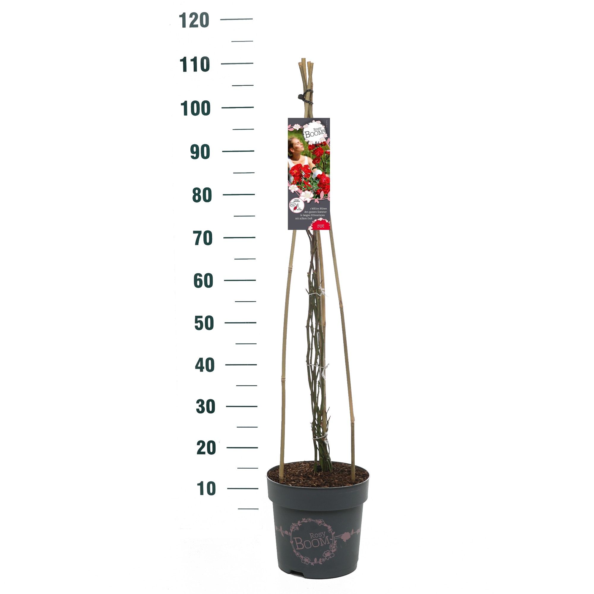 Rosa 'Rosy Boom Red' - Klim - C6, D 24
