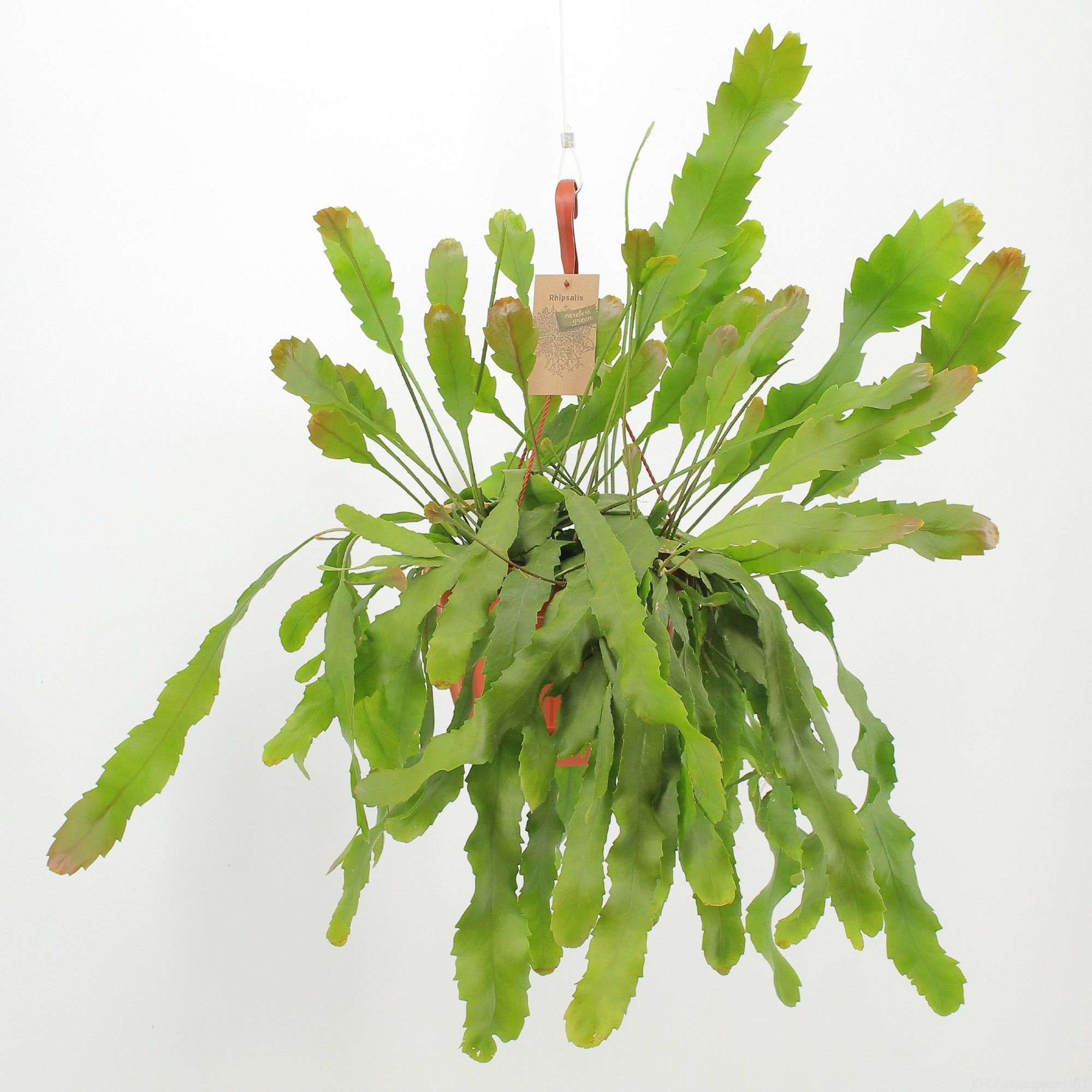 Lepismium houlletianum Forma Regnelli, D 21