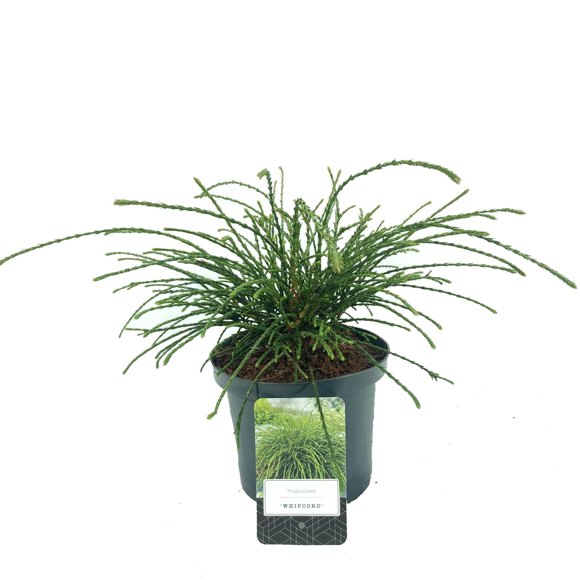 Thuja plicata 'Whipcord', D 18