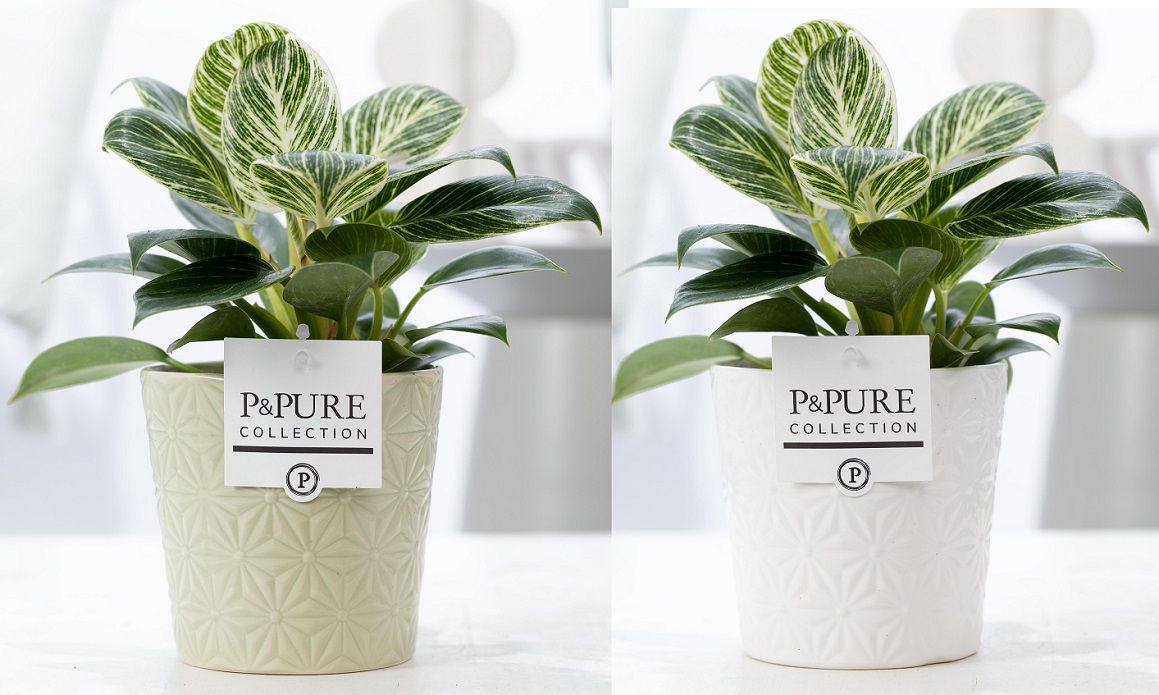 Philodendron White Wave in P&PURE Juliette ceramics ass.2, D 12