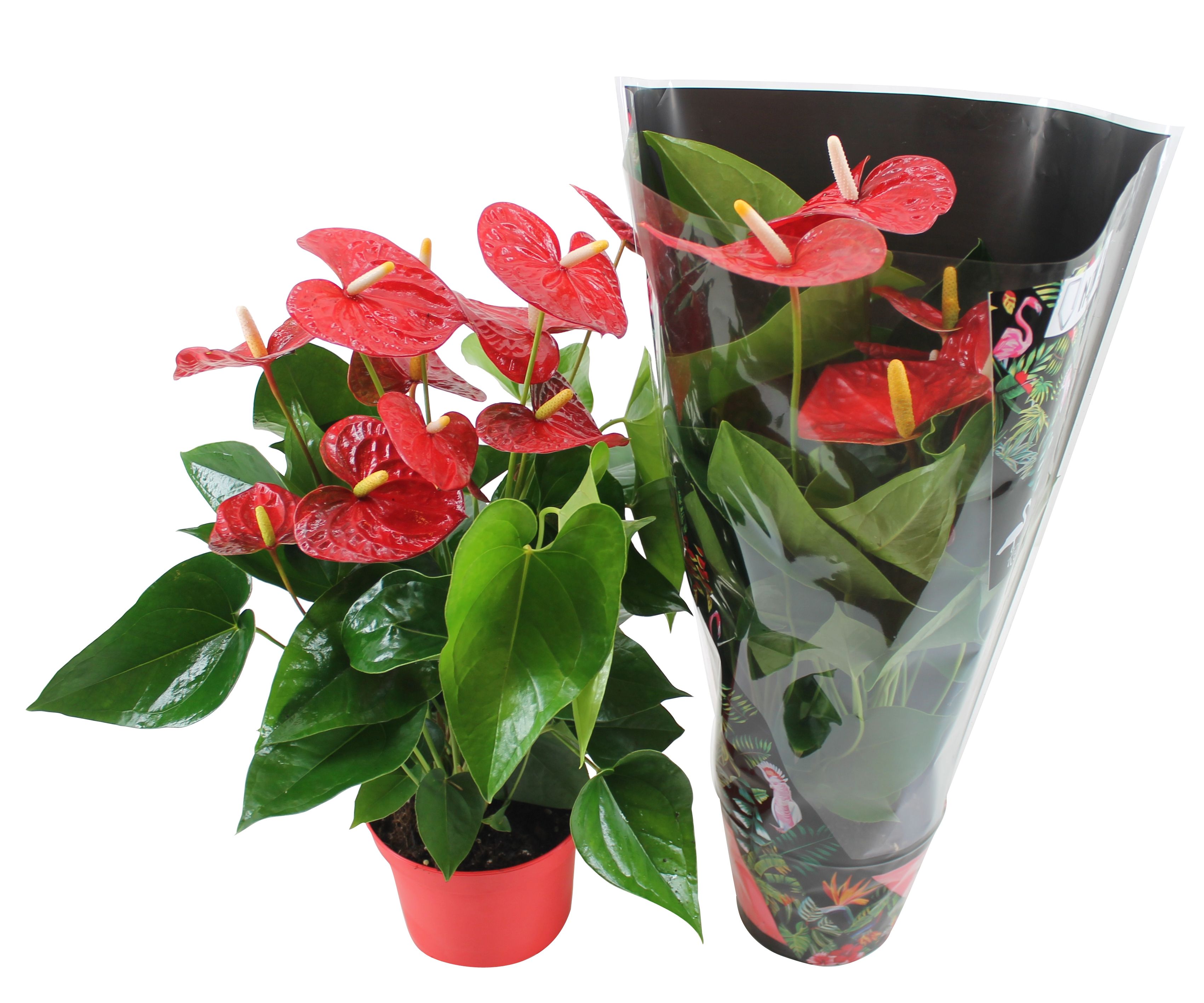 Anthurium Xl.9 Jambo Red 17cm met junglehoes, D 17