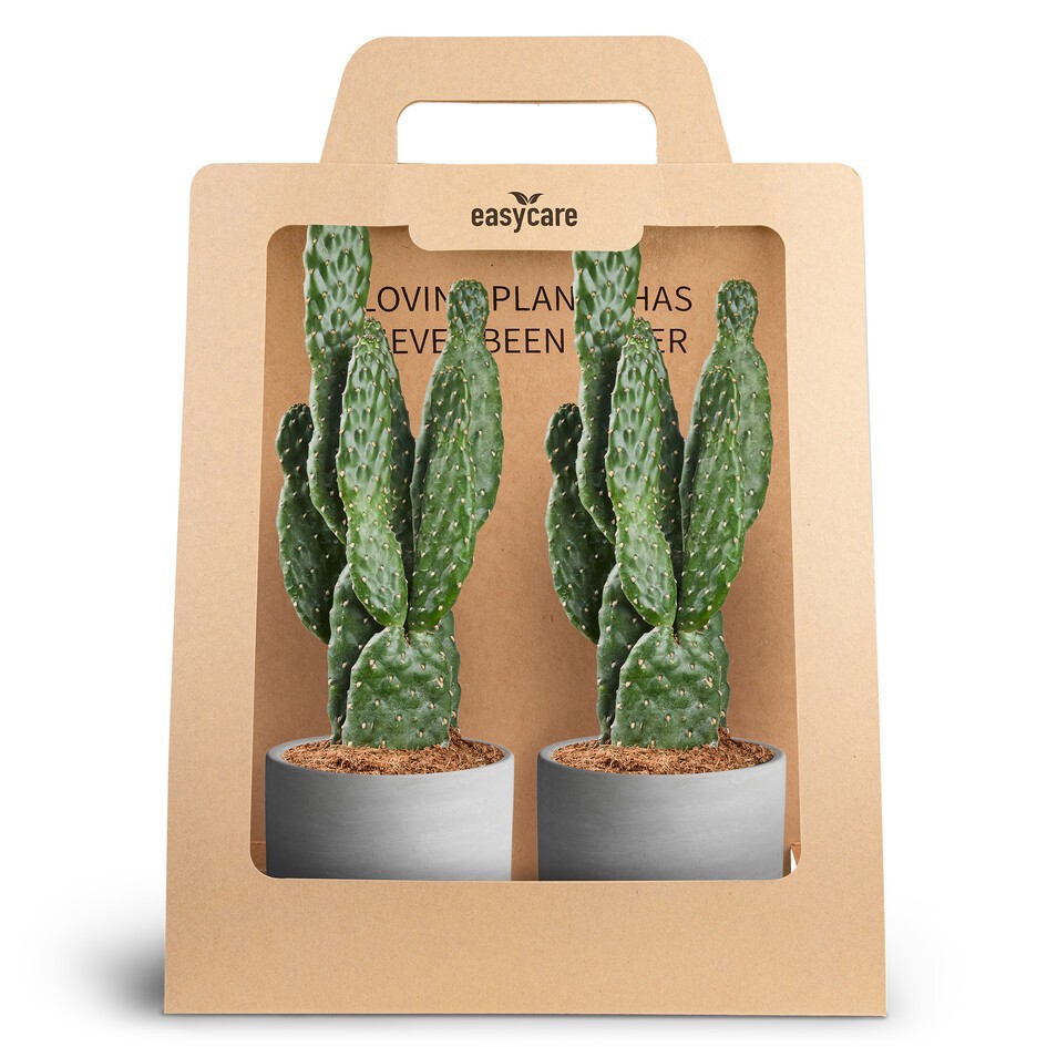 OPUNTIA RUBESCENS 30990018 2-Pack Raw Grey, Opun, D 10