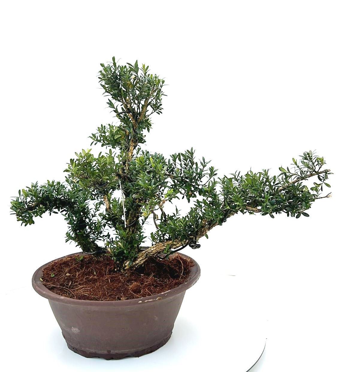 buxus harlandii, pot 30 cm shape., D 30