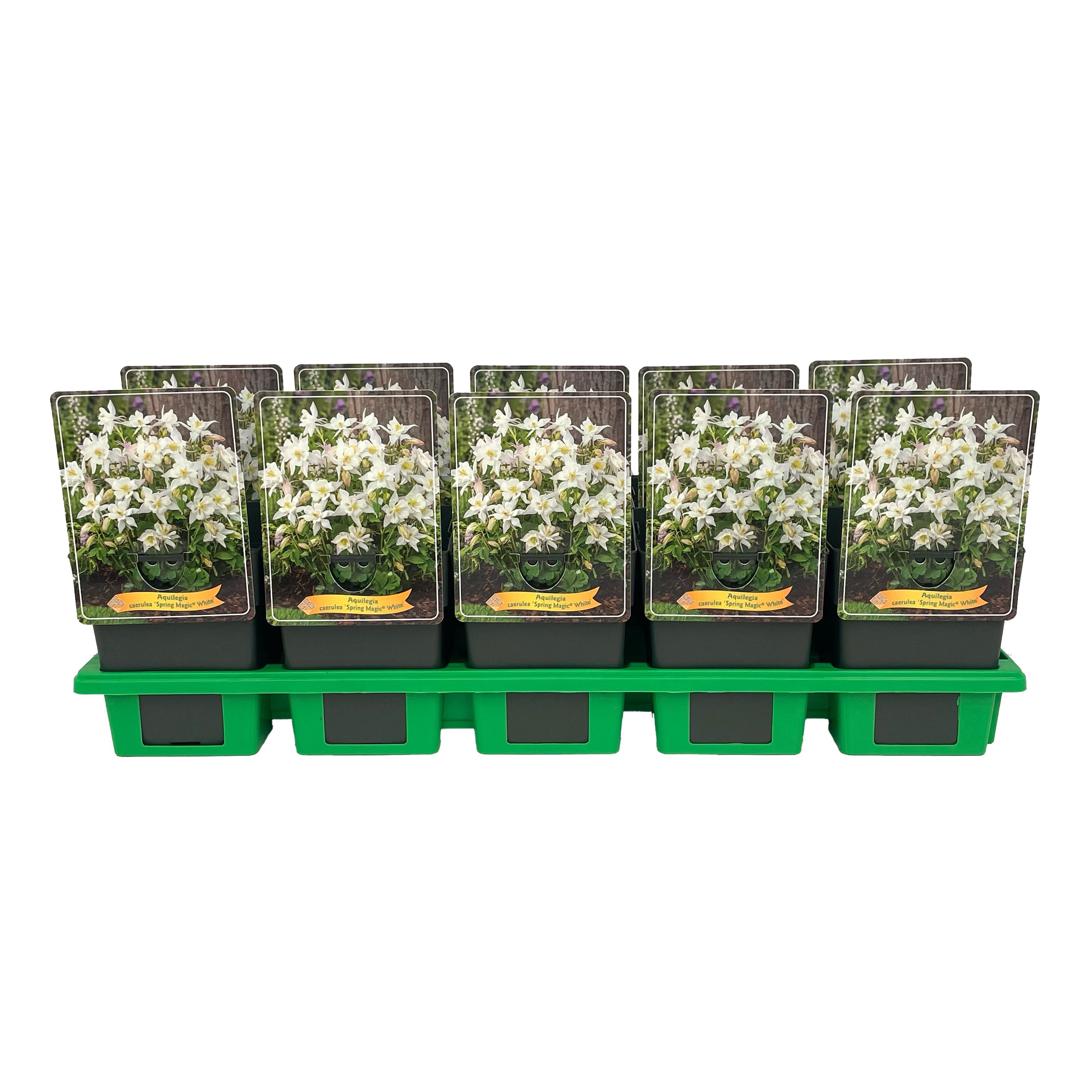 Aquilegia caerulea 'Spring Magic® White' P11, D 11