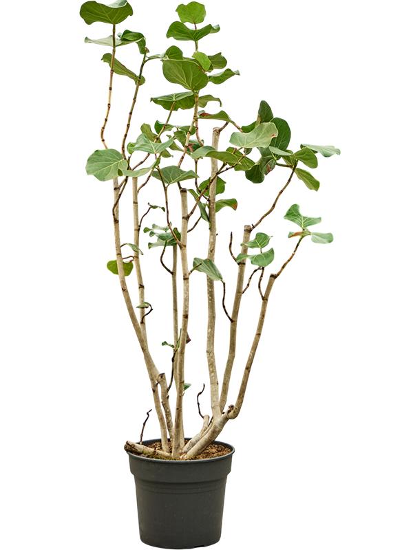 Coccoloba uvifera (180-200), D 38