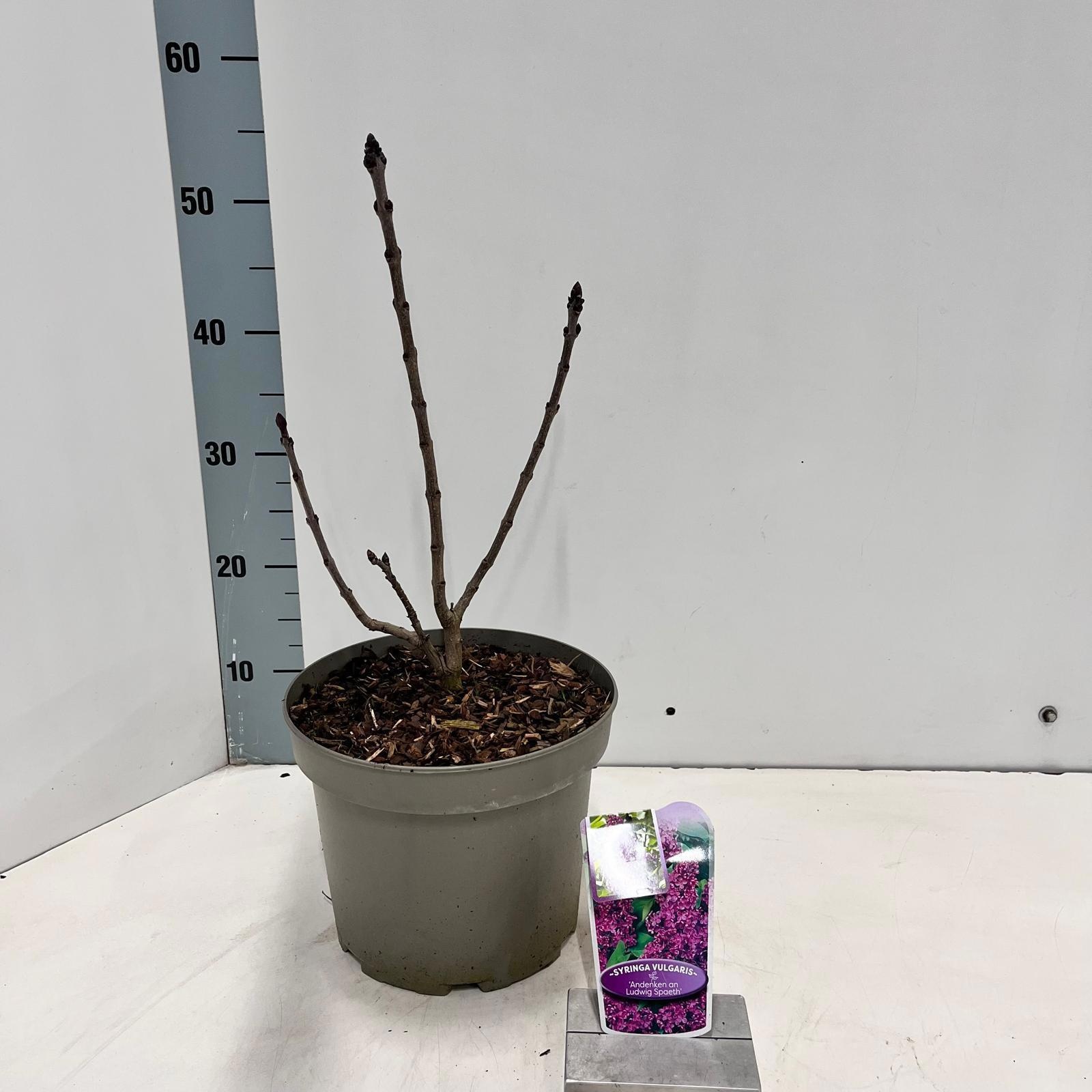 Syringa vulg. 'And. An Ludwig Spath', D 23