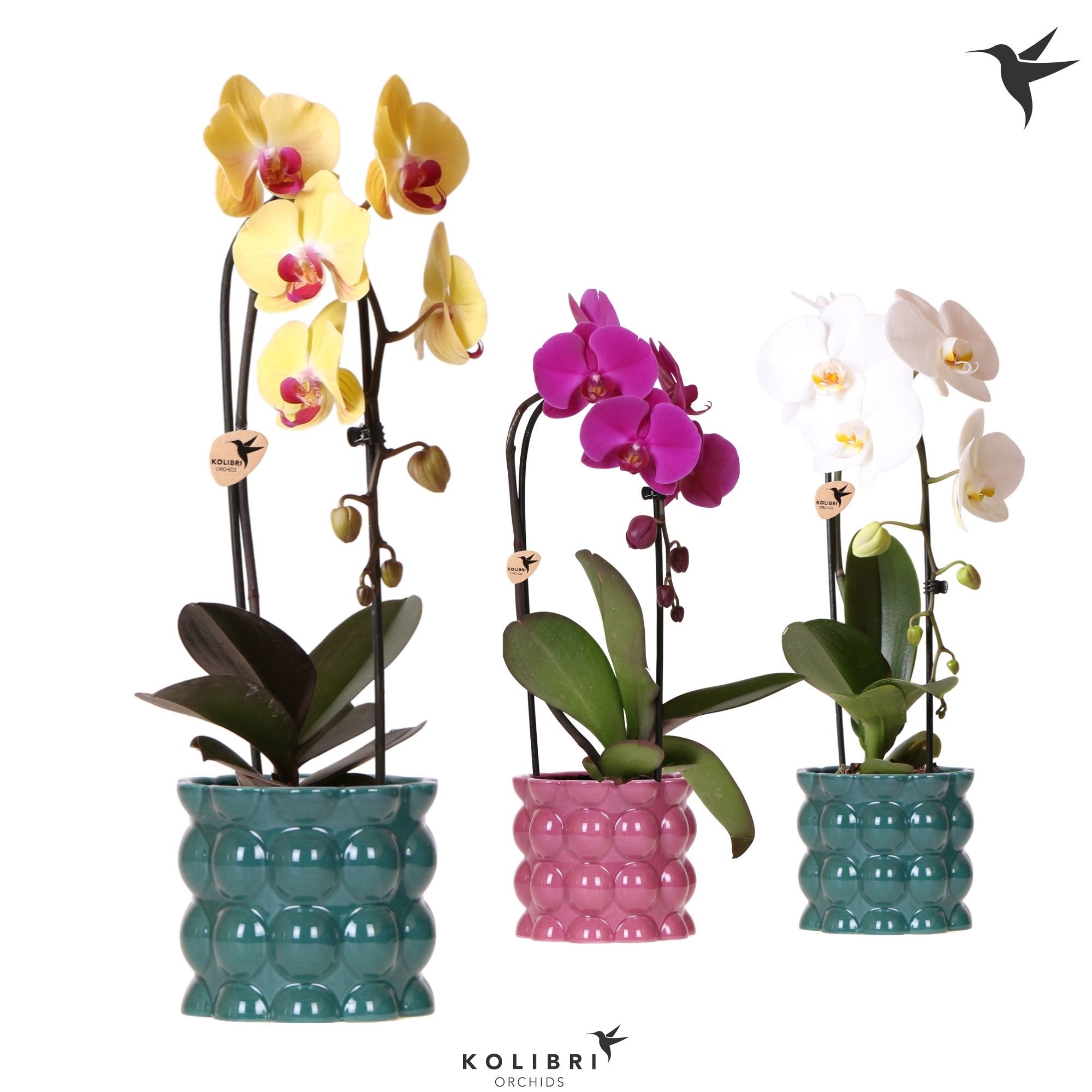 Kolibri OrchidsPhalaenopsis Cascade Niagara Fall mix 1 spike in Cotton pot green mix, D 12