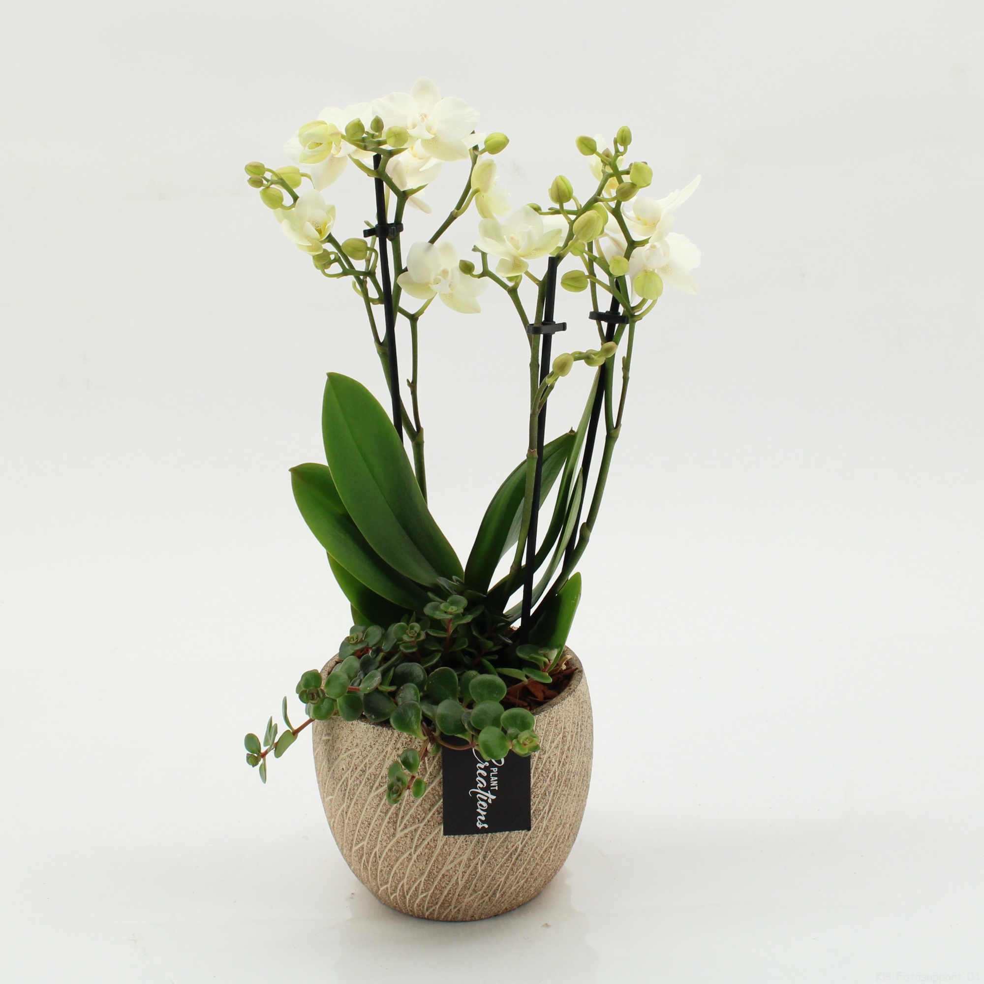 PHAL-2607 Phalaenopsis creatie, D 14