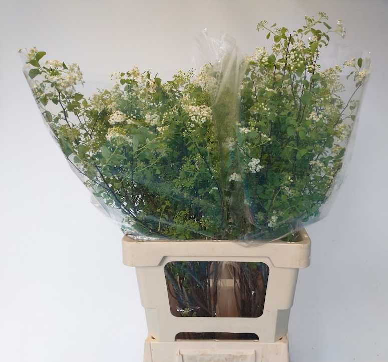 Спирея Сноумаунд 60, шт.